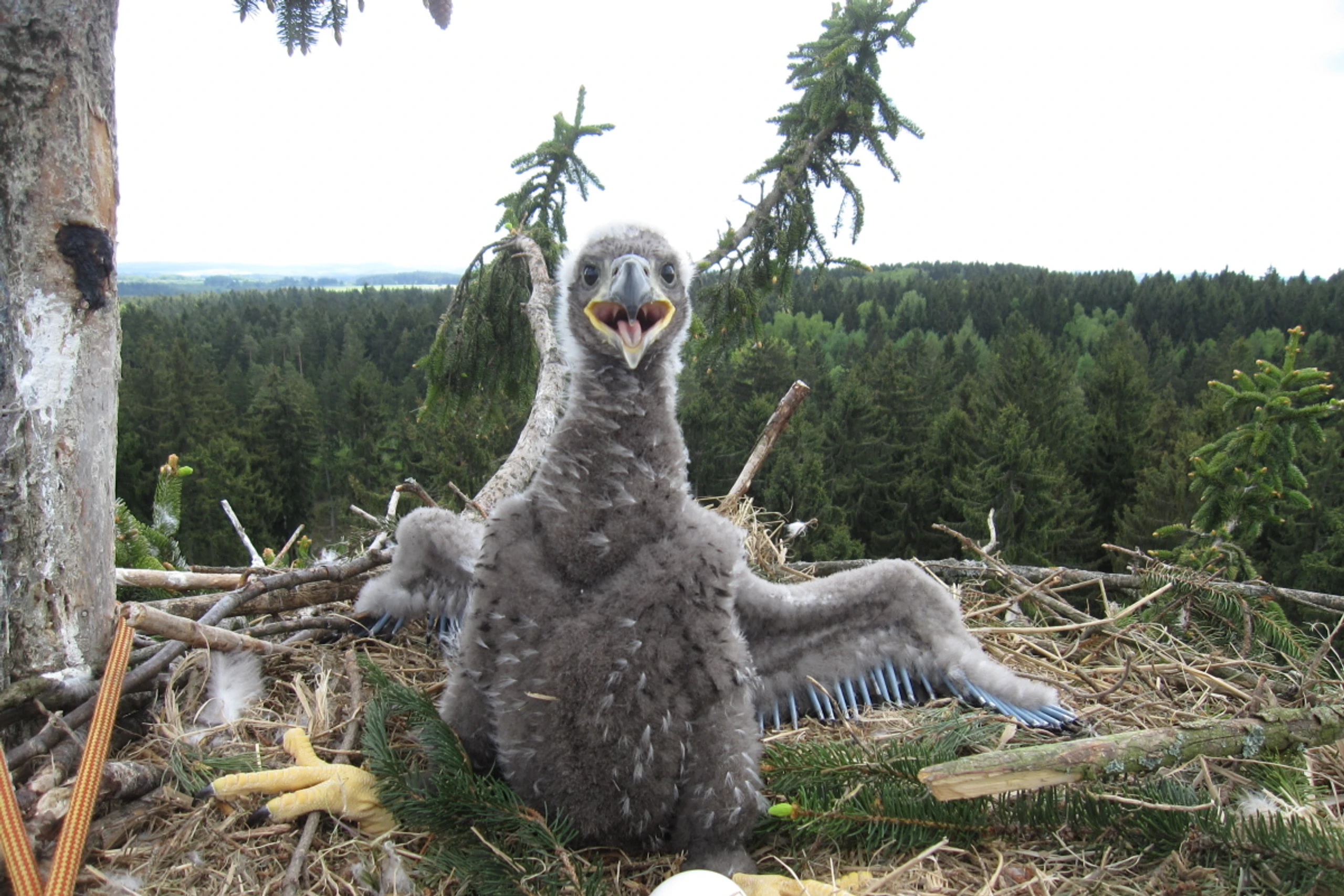 Waldviertel als wichtigstes Seeadler-Gebiet
