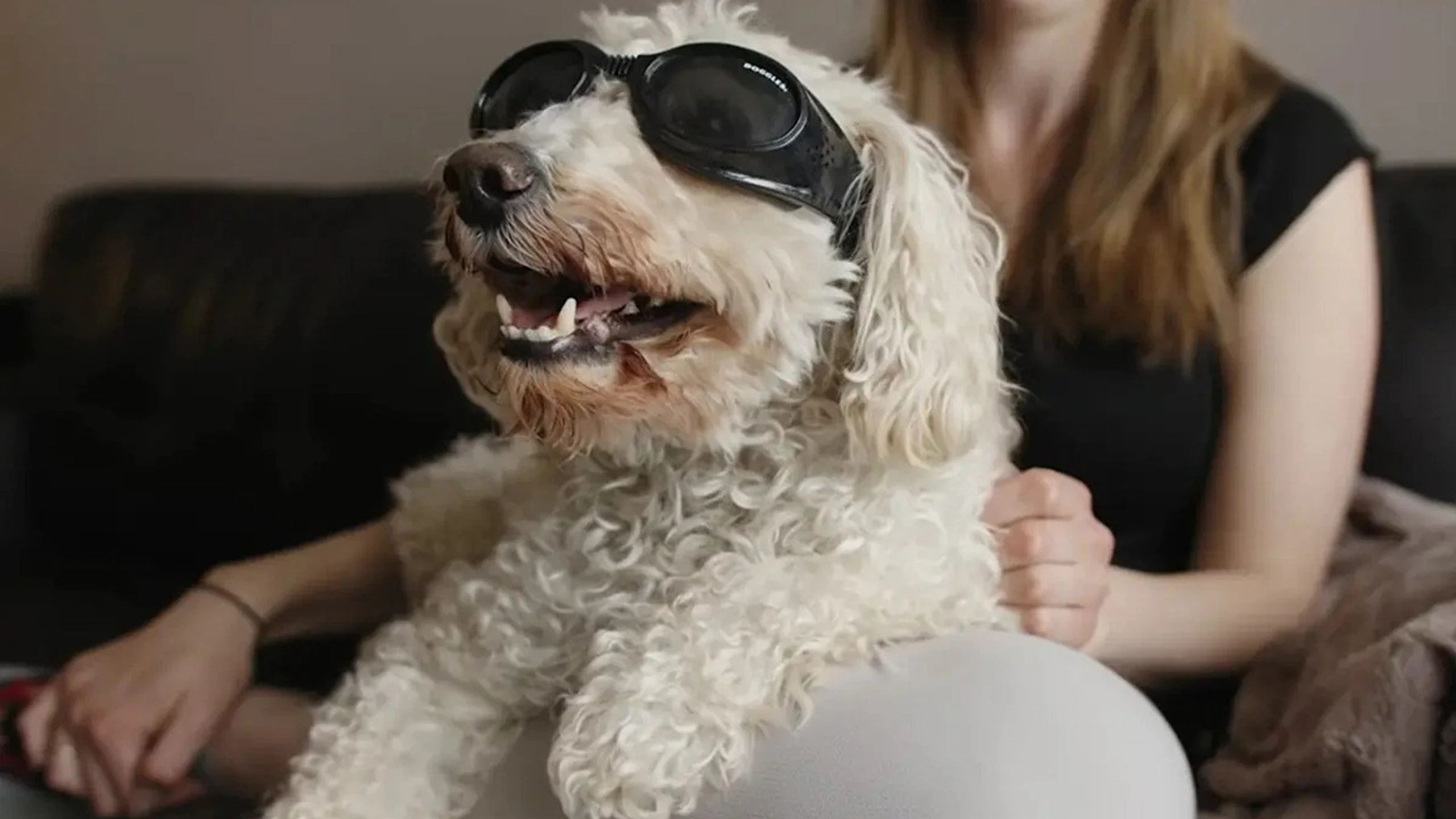In Dog Years