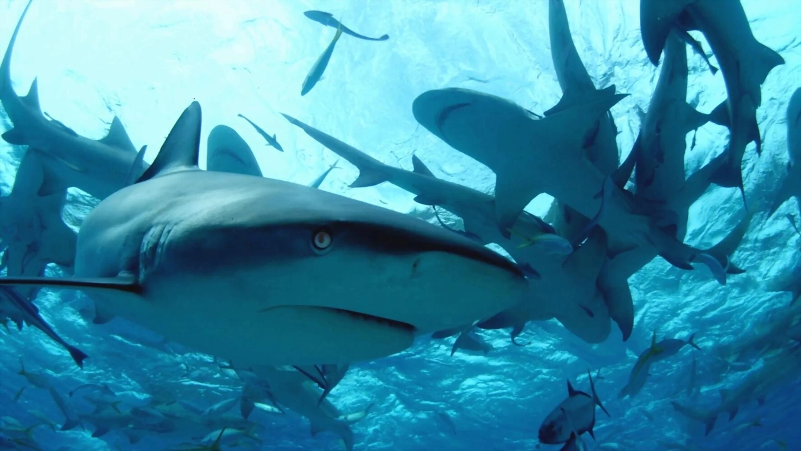 Diving with Sharks: The Ultimate Guide