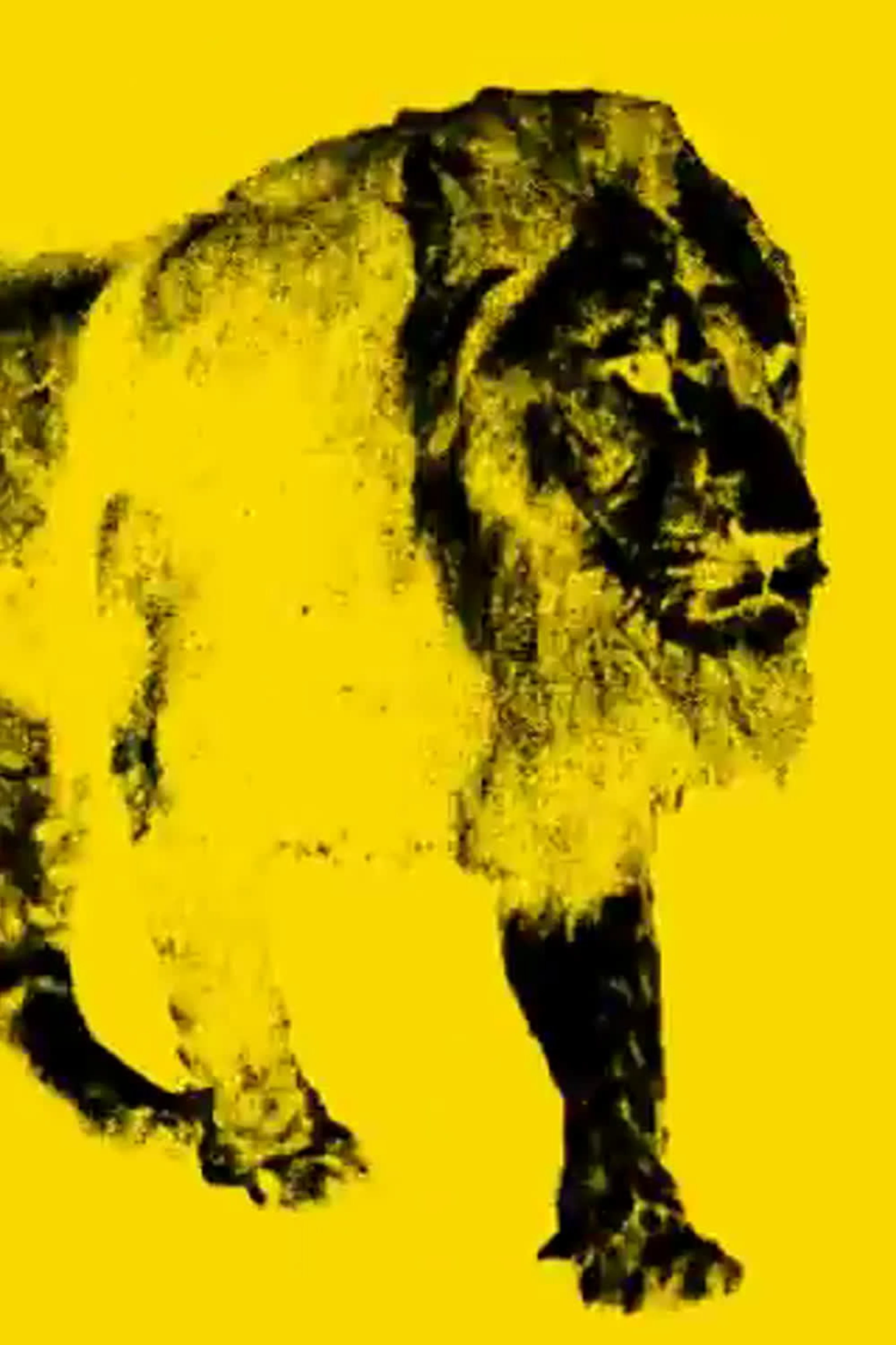 9 images d'un lion en mouvement