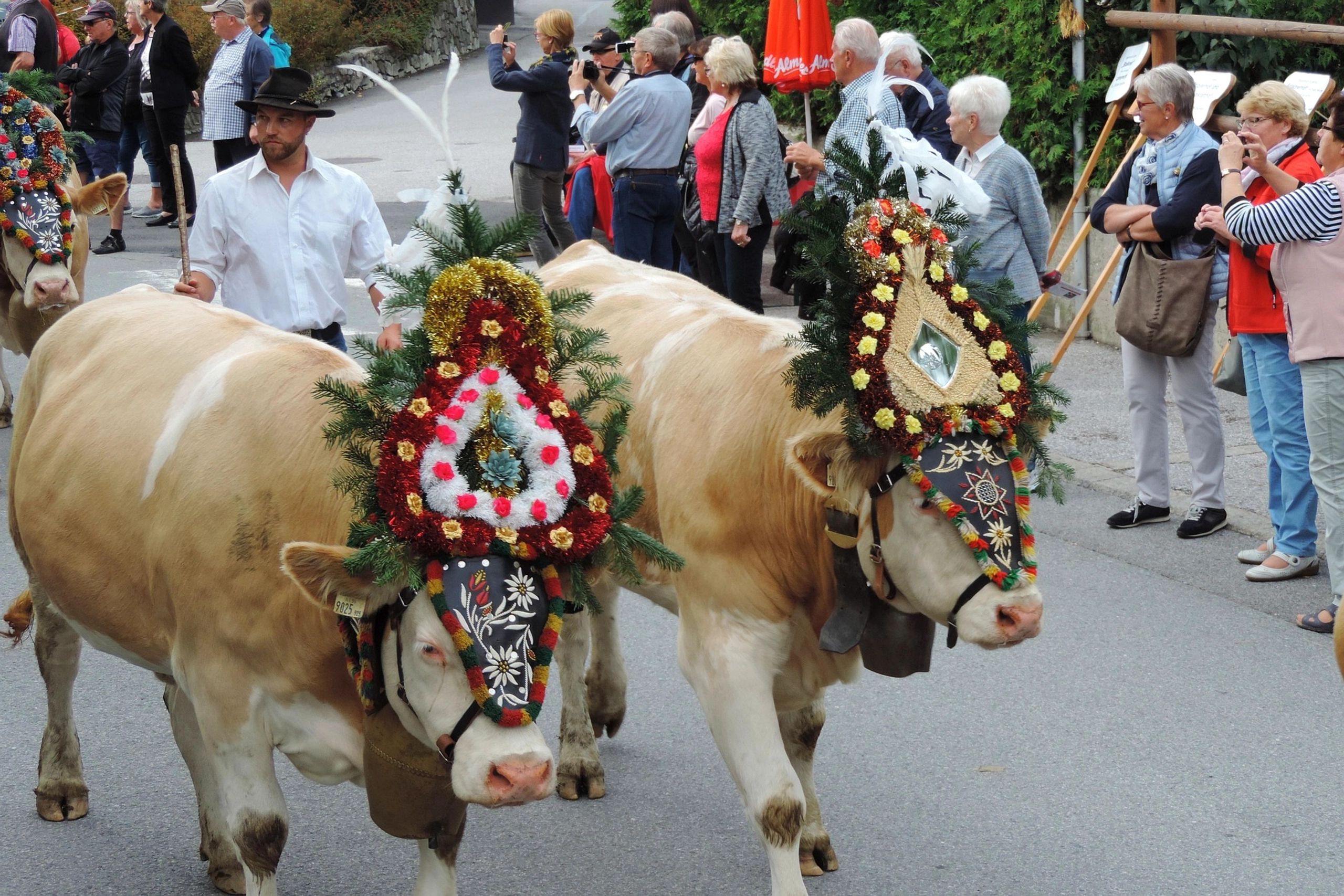 Geschmückte Kuh beim Almabtrieb im Zillertal