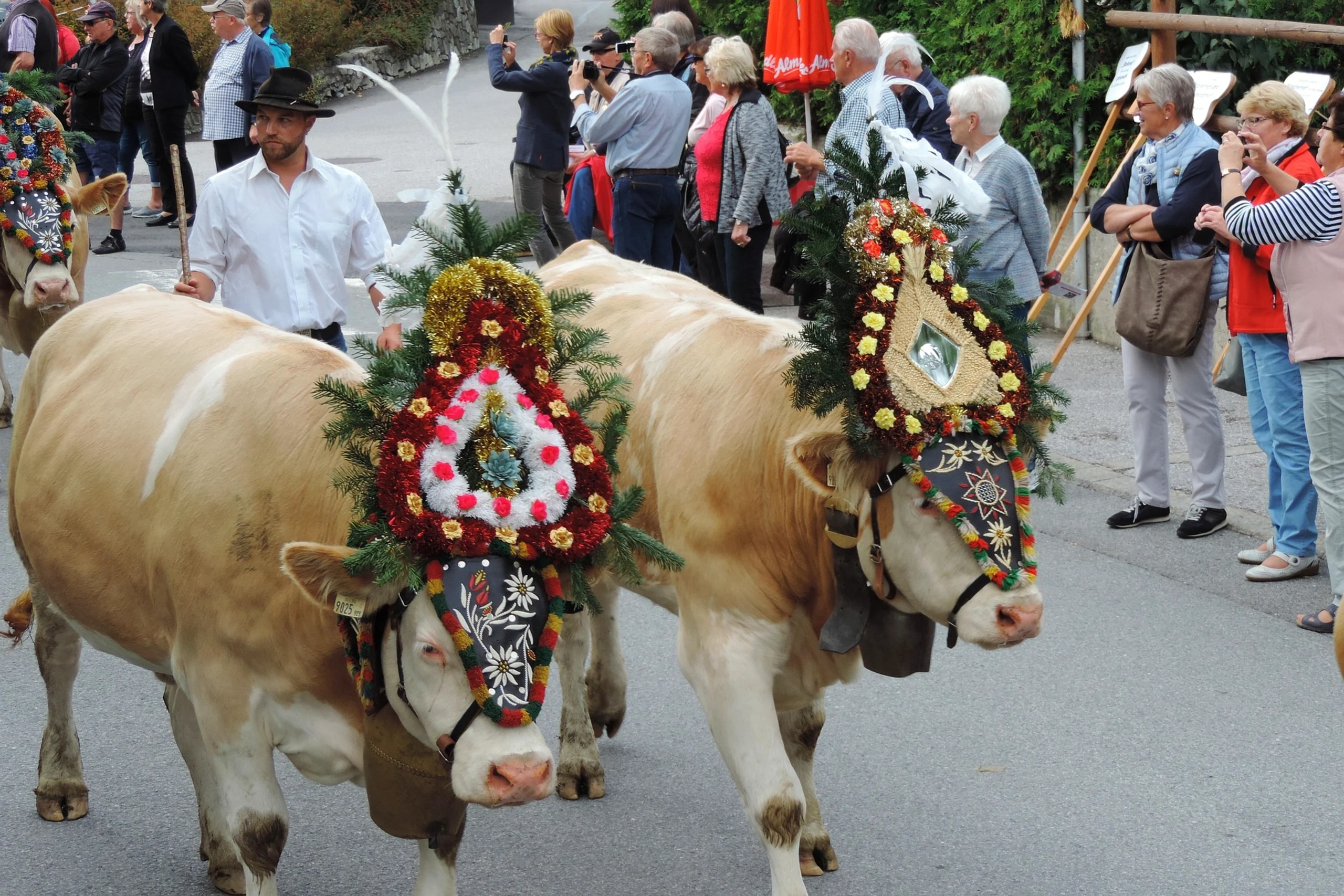 Geschmückte Kuh beim Almabtrieb im Zillertal