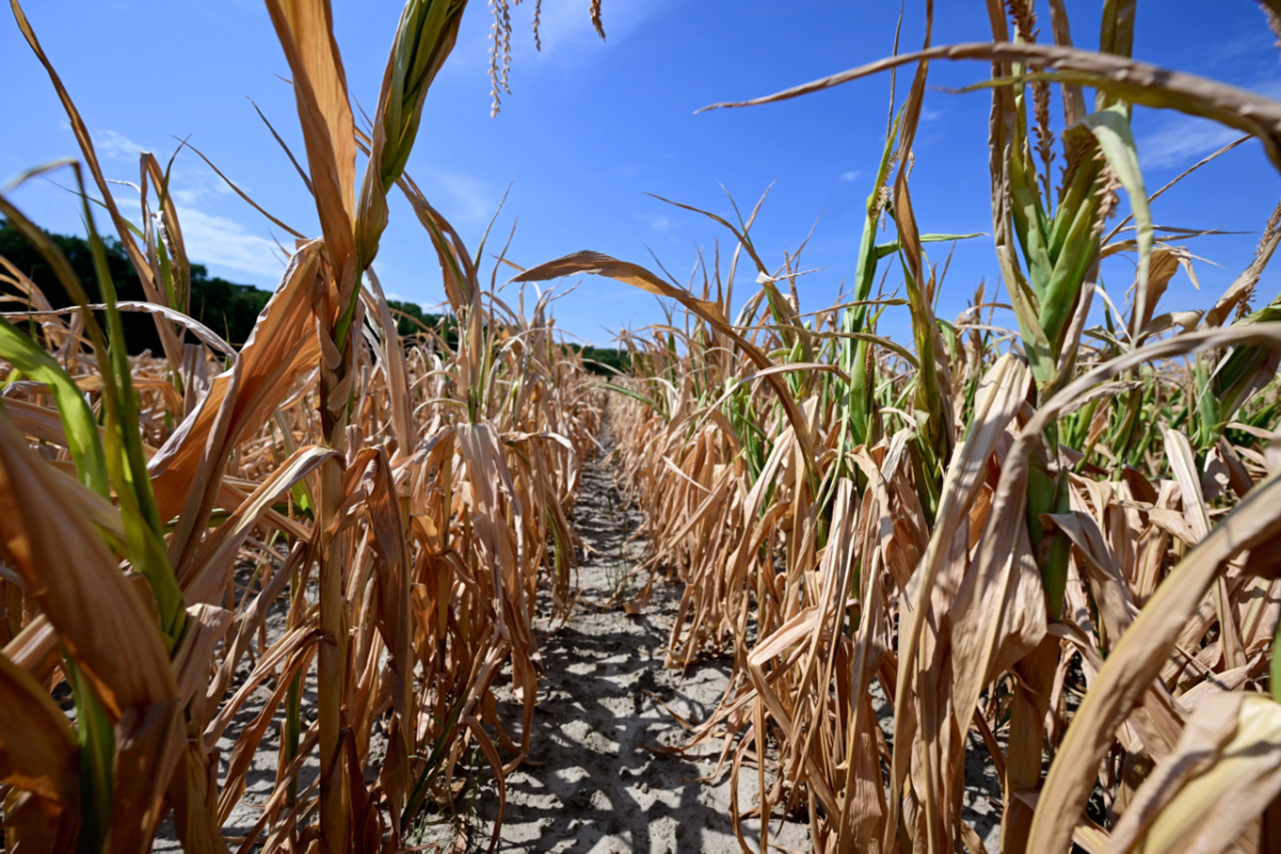 In Frankreich schlechteste Ernte seit 1980