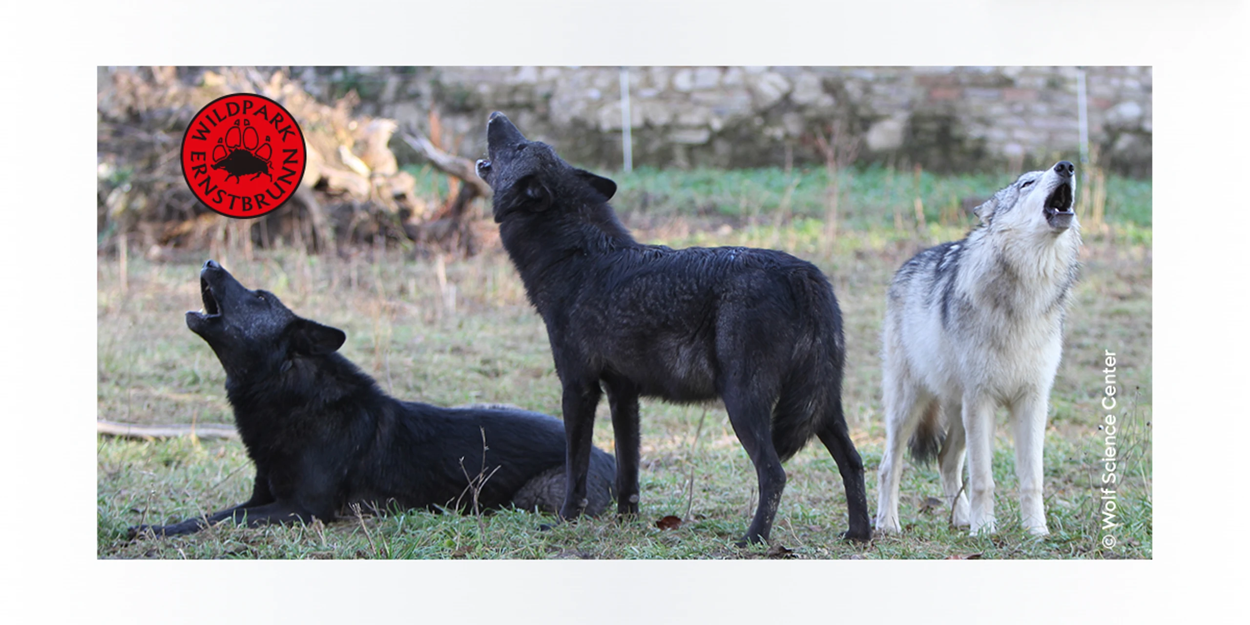 Gewinne 4 Familienkarten für den Wildpark Ernstbrunn