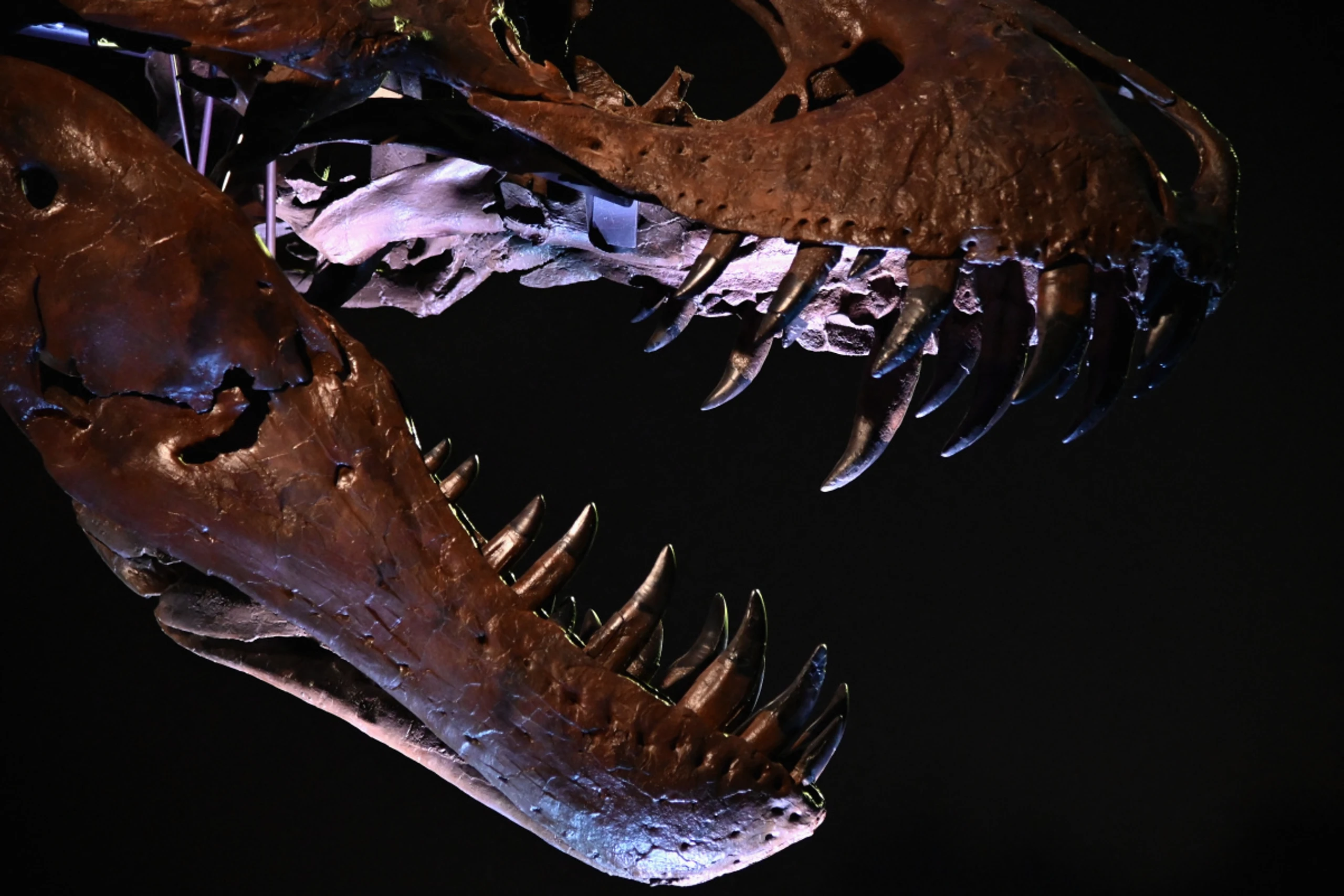 Die riesigen Dinos waren laut Studie keine trägen Sonnenanbeter