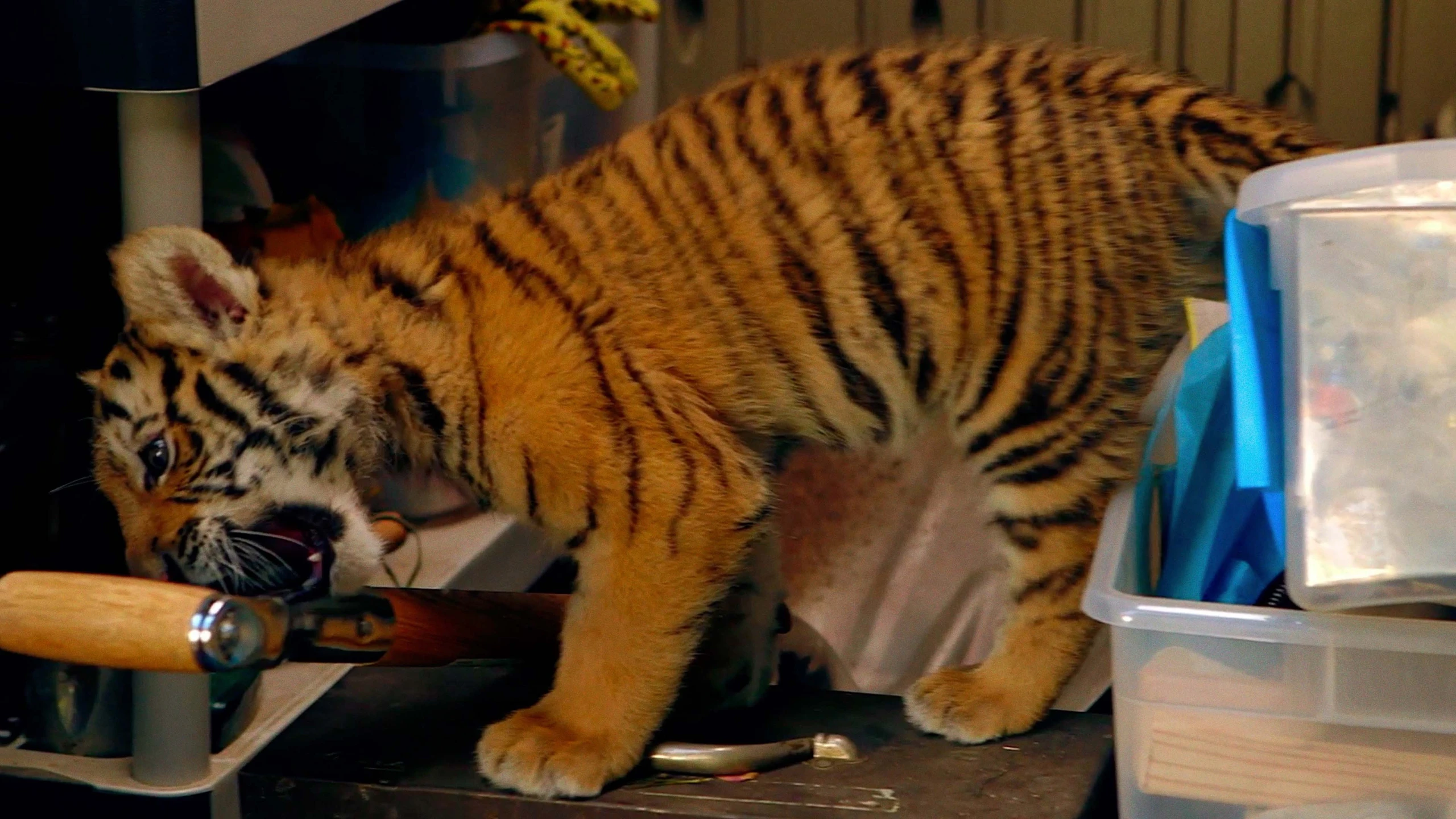 Tiger, Tatzen und TamTam