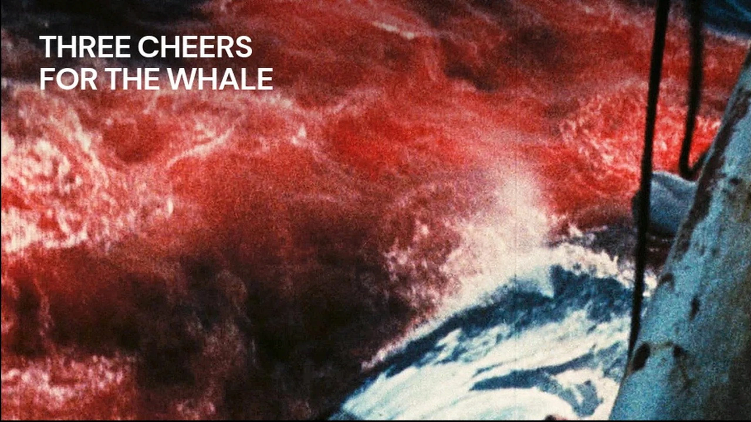 Vive la baleine