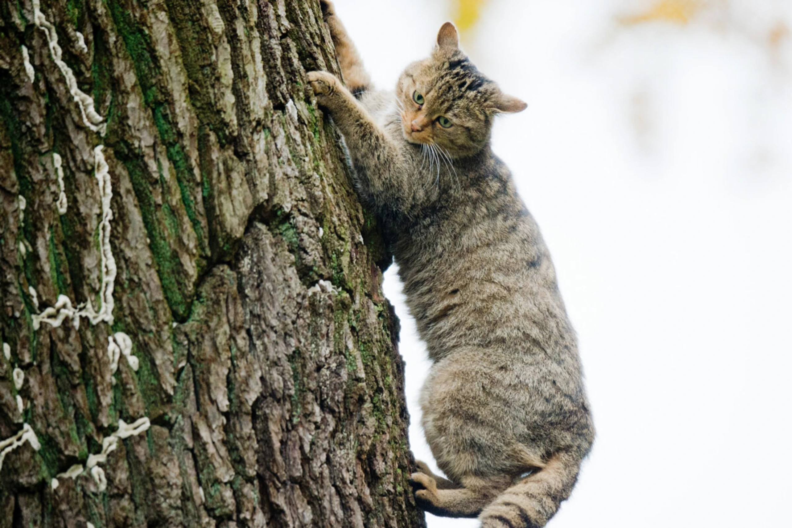 Neue Katzenarten wurden schon lange nicht mehr entdeckt