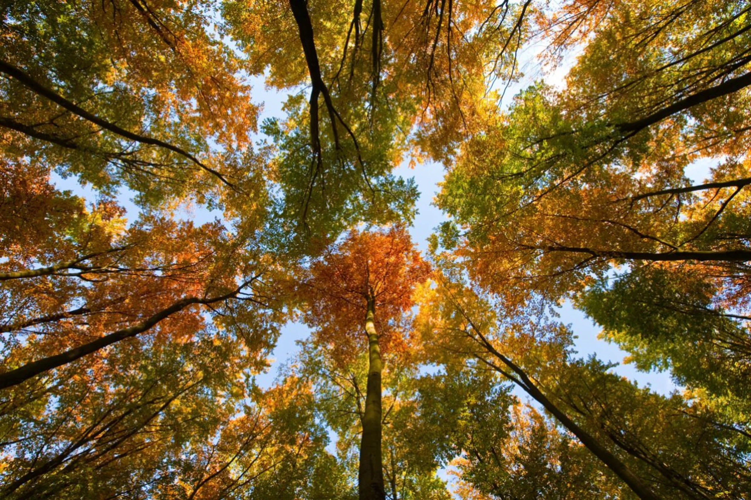 Buchen im Herbst