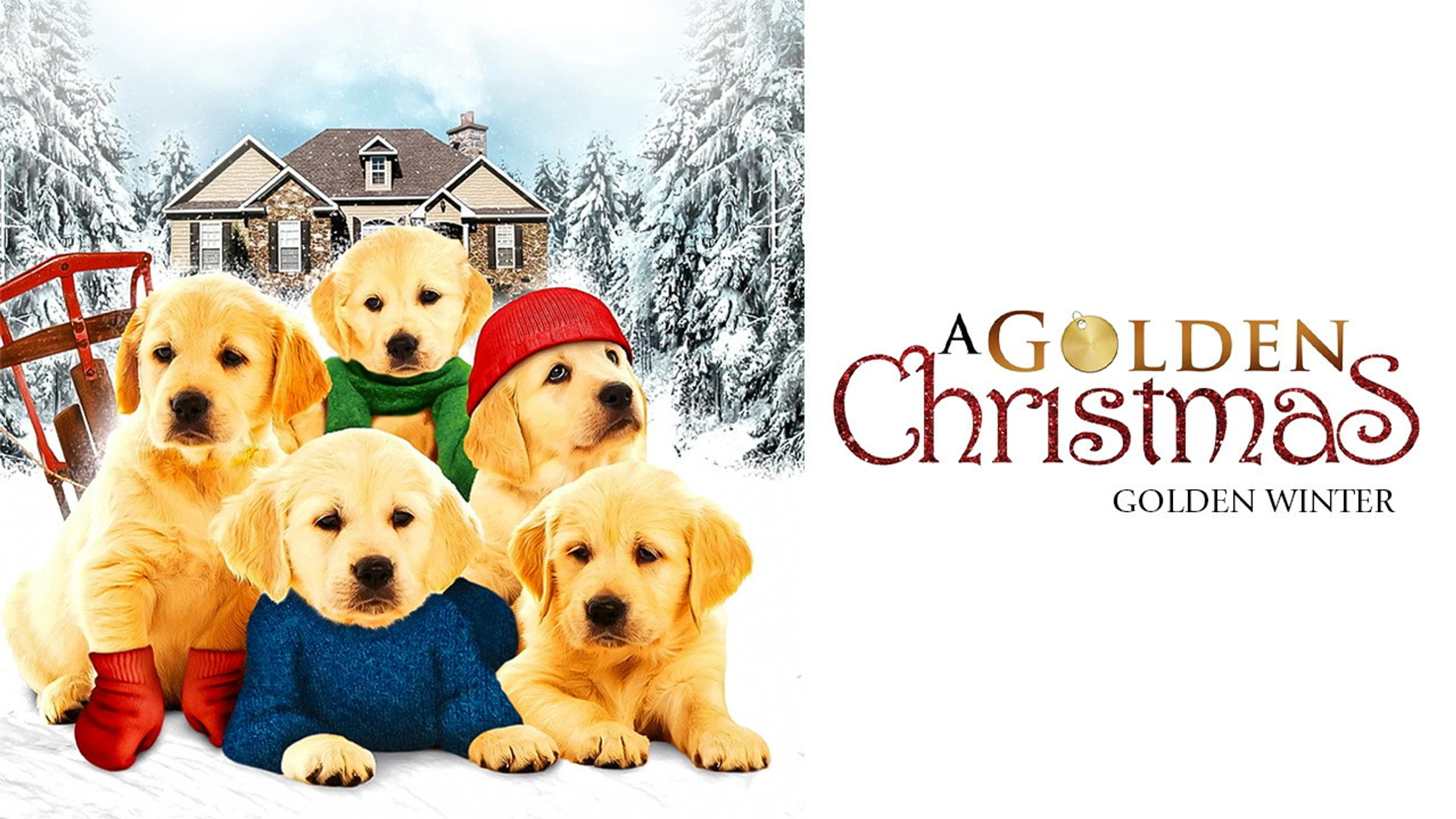 Golden Winter - Wir suchen ein Zuhause