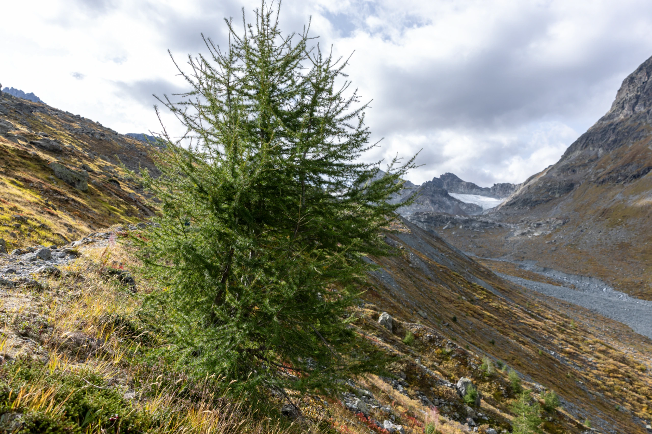 Ein Baum bei der Moräne von 1850