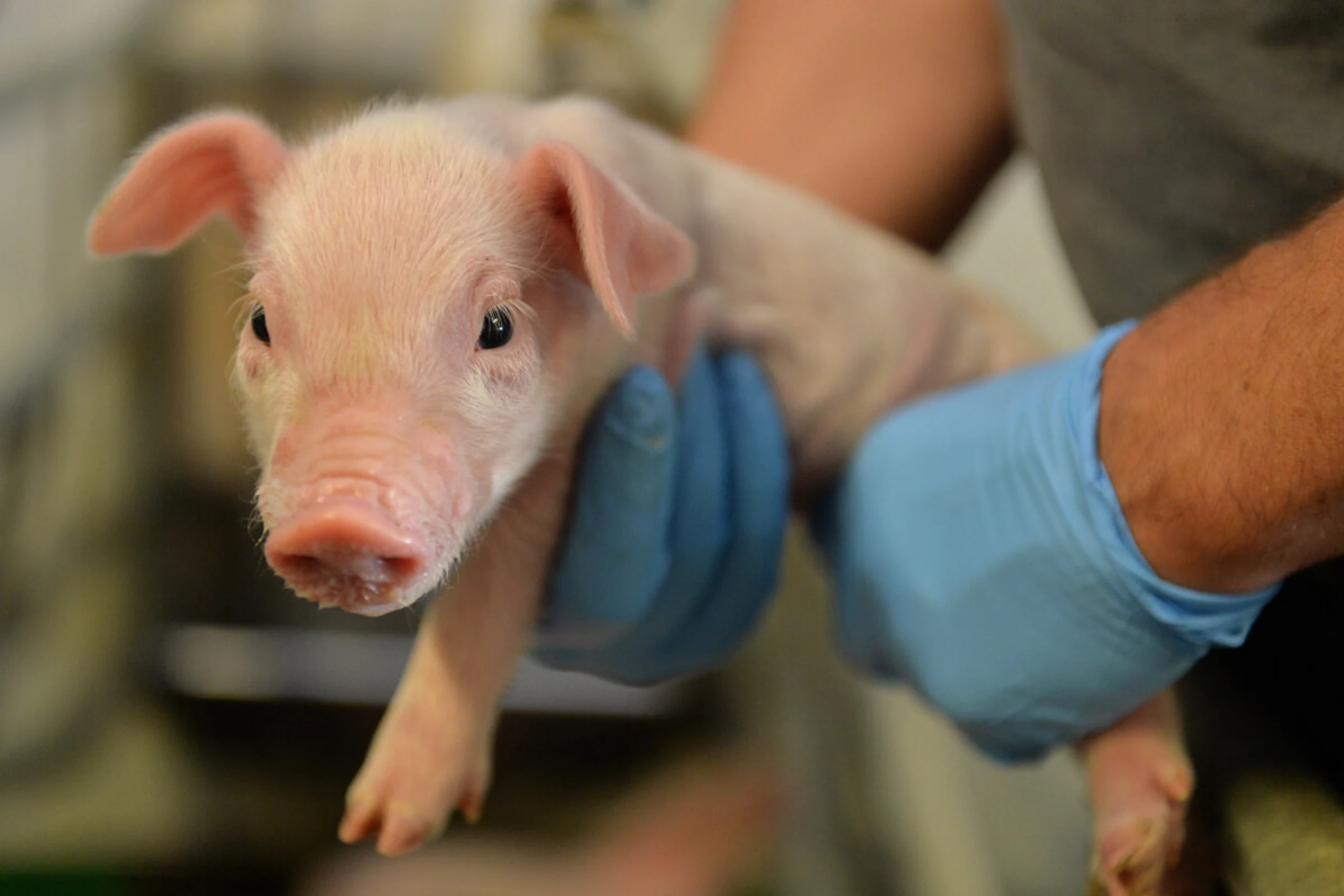 Schwerpunkt auch auf der Schweinemedizin