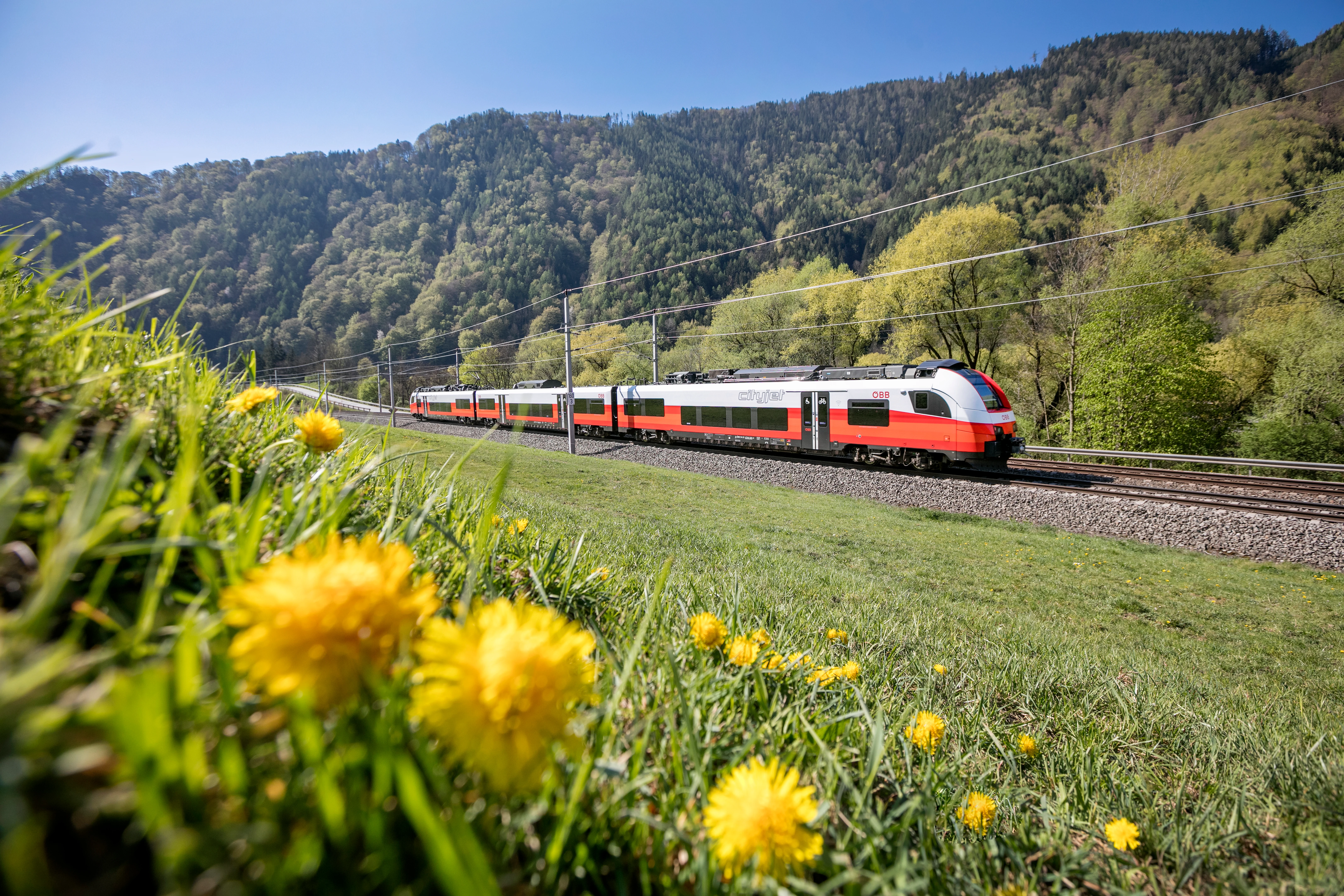 Ein rot-weißer ÖBB Cityjet Regionalzug fährt im Frühling durch eine grüne Berglandschaft mit gelben Löwenzahnblüten im Vordergrund.