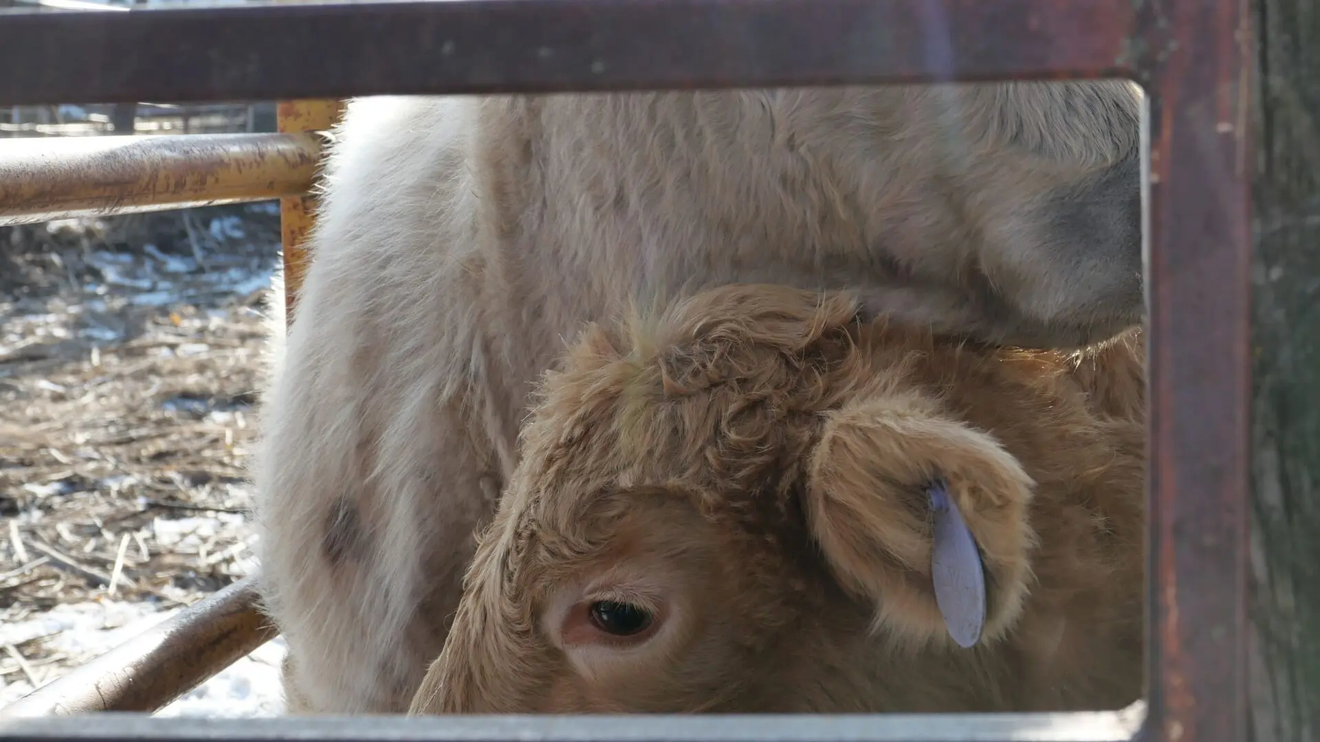 Heartland Docs - Die Tierarzt-Familie