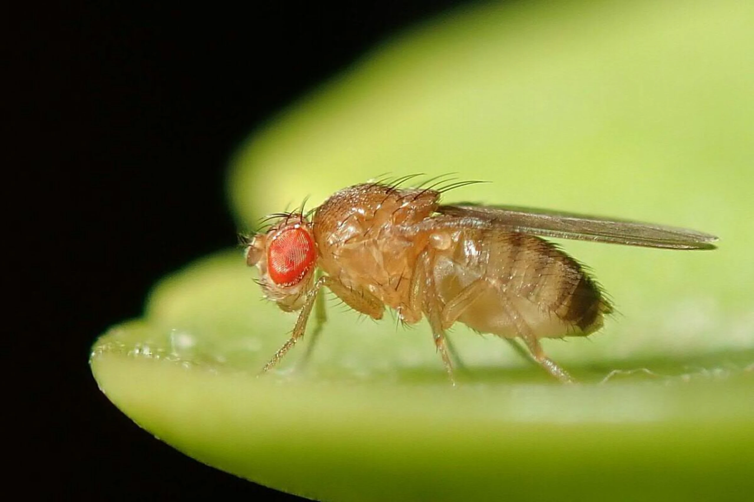 Nervensystem von Drosophila melanogaster im Fokus