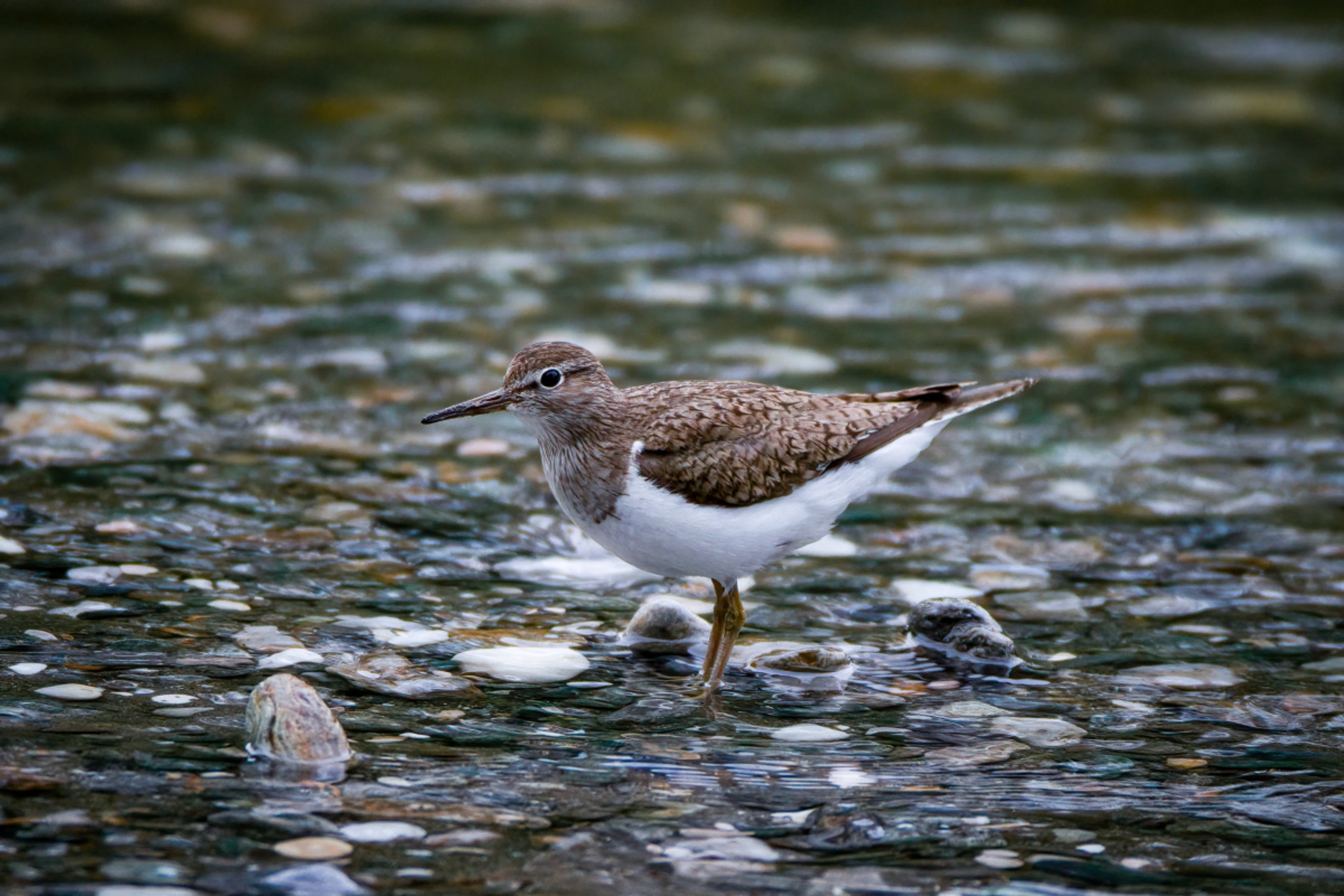 Flussuferläufer ist Österreichs Vogel des Jahres 2027