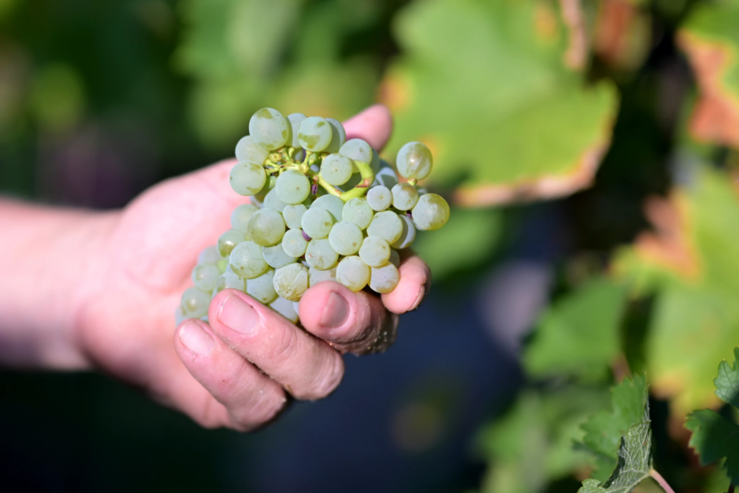 Für die Weinbranche ist die Entscheidung möglicherweise folgenschwer