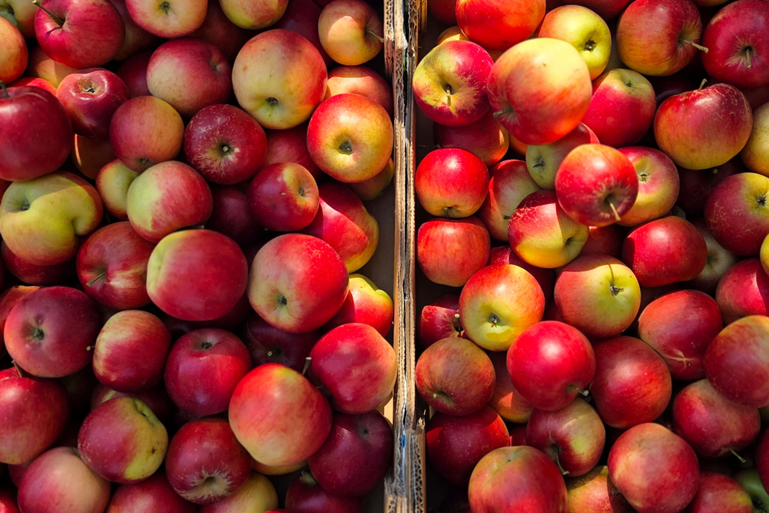 Hohe Ernteausfälle bei Obst- und Gemüse wegen Trockenheit