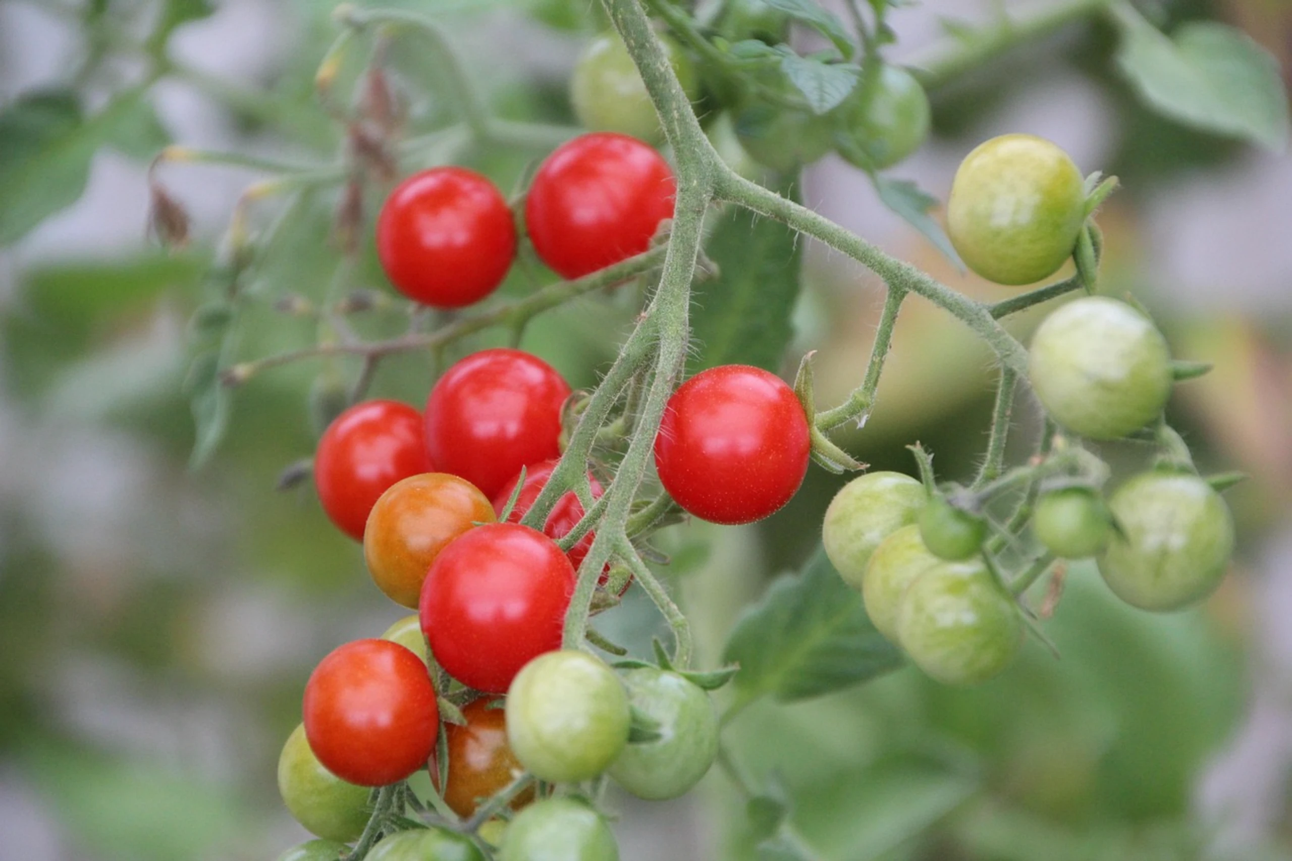Rote Cocktailtomaten in Nahaufnahme