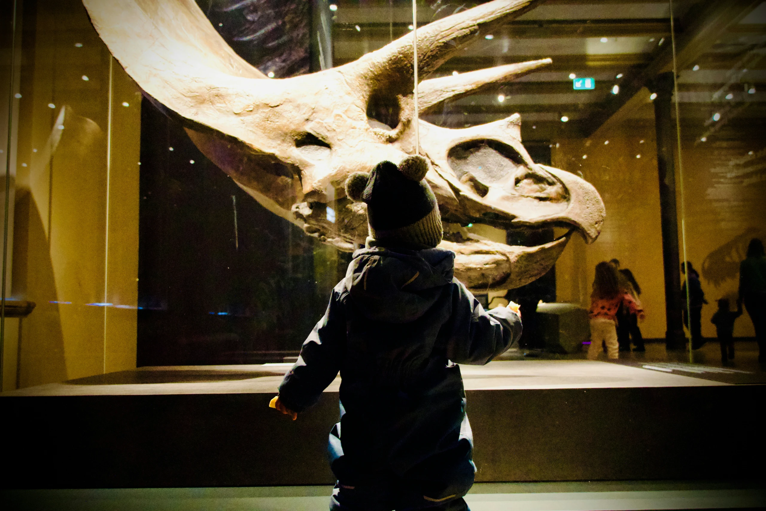Kind betrachtet einen Dinosaurierschädel in einem Museum