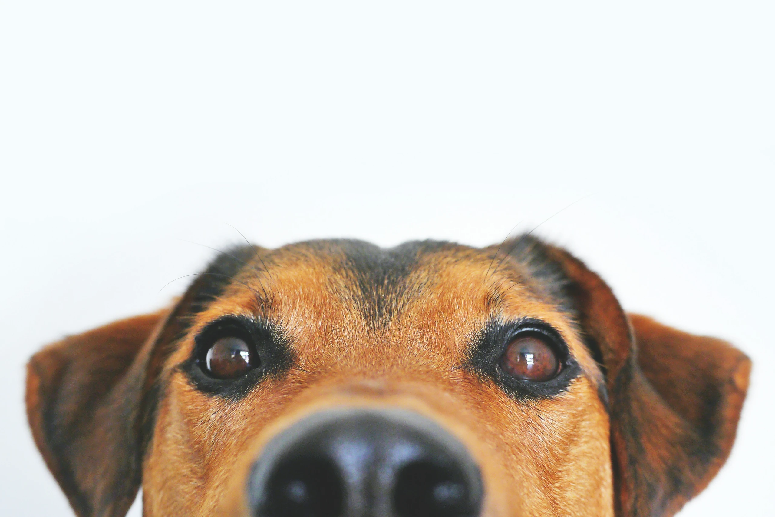 Ein Hund blickt aufmerksam in die Kamera