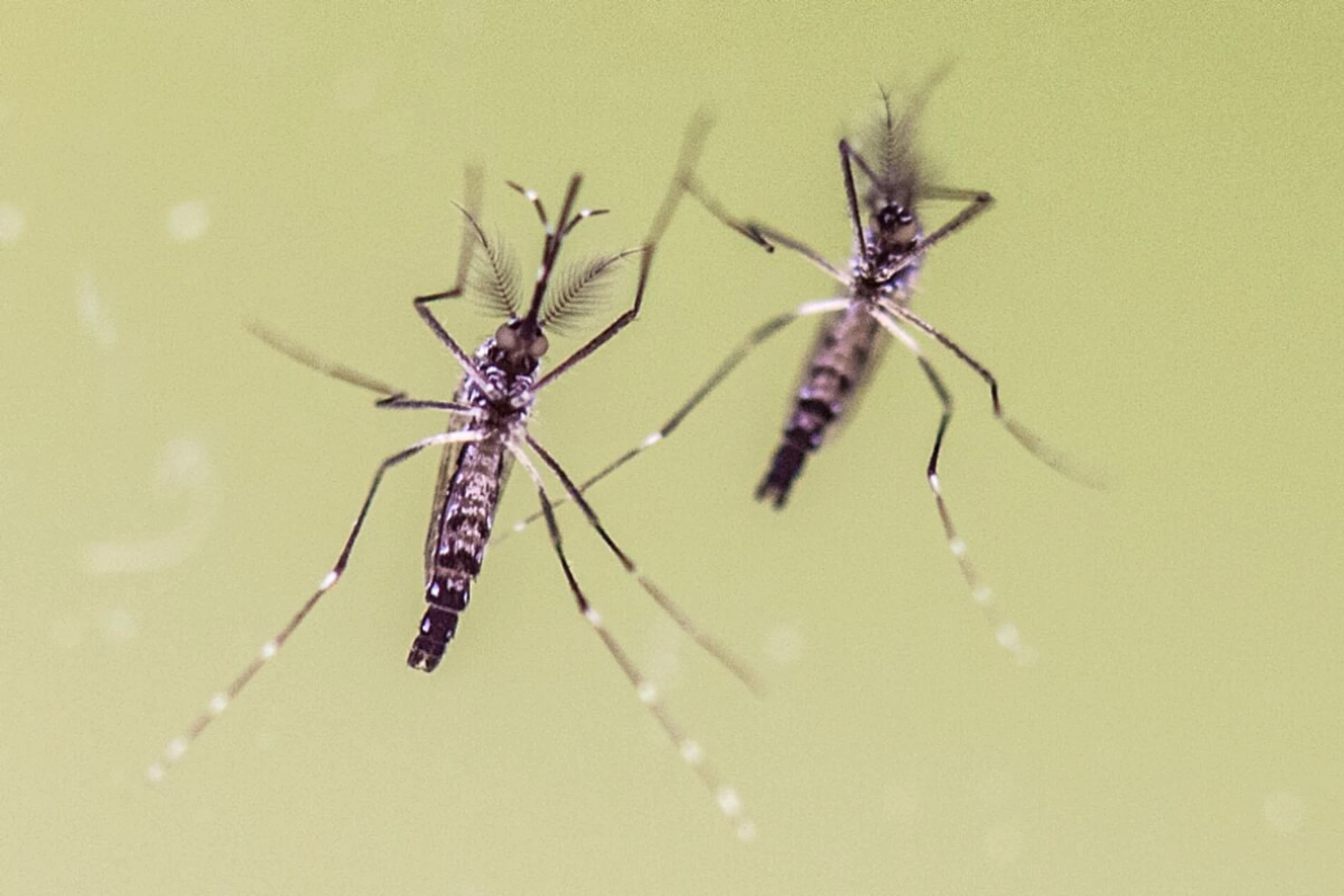 ++ ARCHIVBILD ++ Die Ägyptische Tigermücke gilt als Hauptüberträger des Dengue-Fiebers