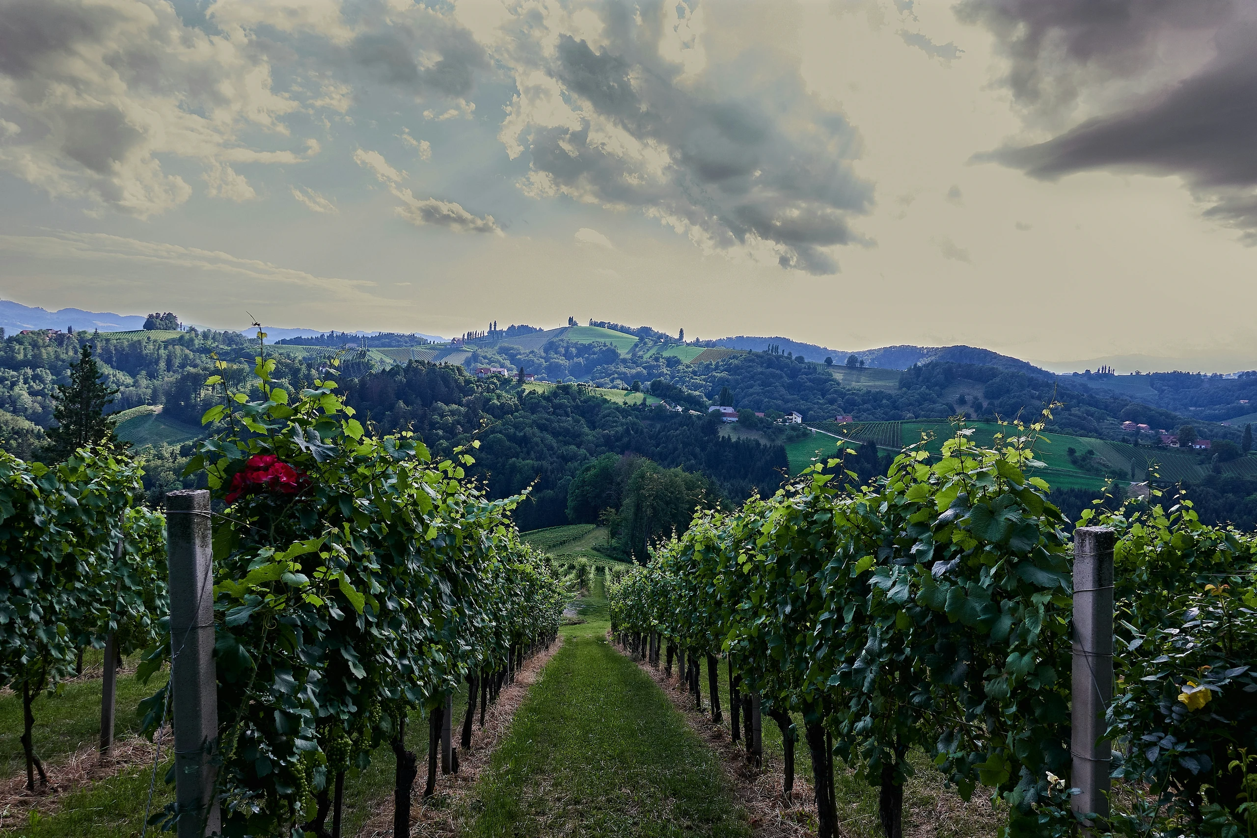 Weinberge bei Gamlitz in der Südsteiermark
