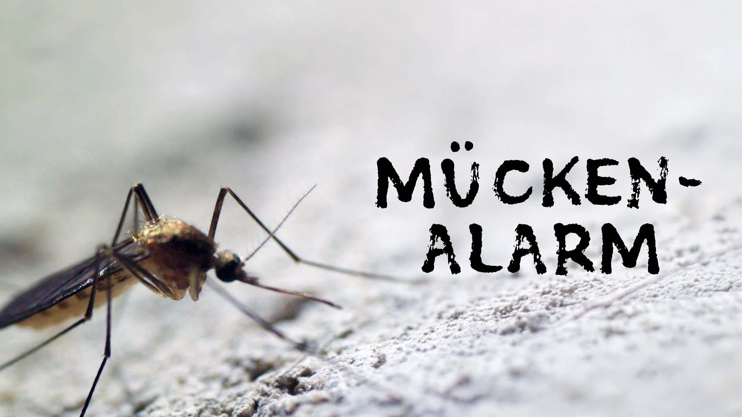 Mückenalarm - Invasion der Plagegeister