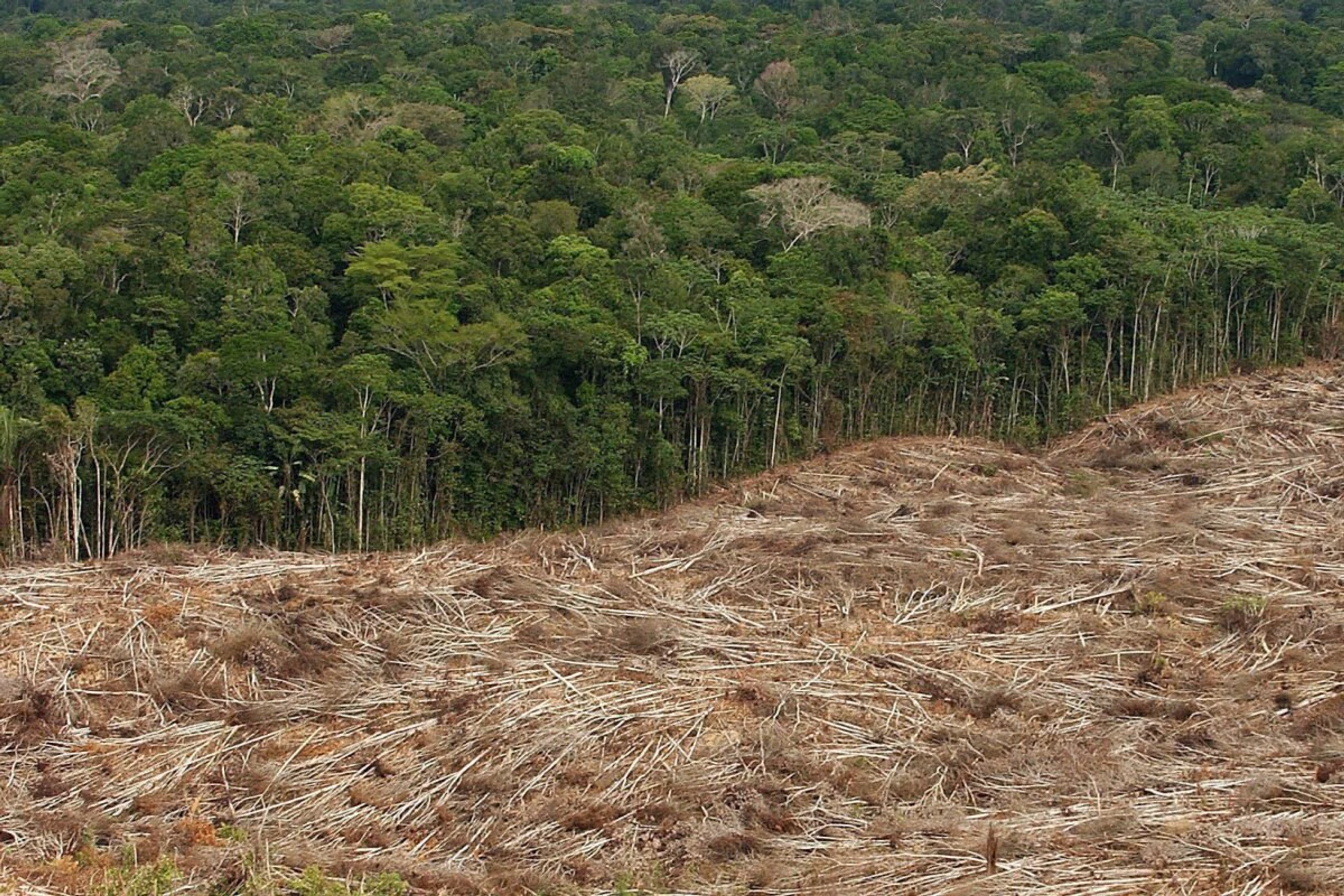 Im Amazonas-Regenwald finden sich Spuren aus Afrika