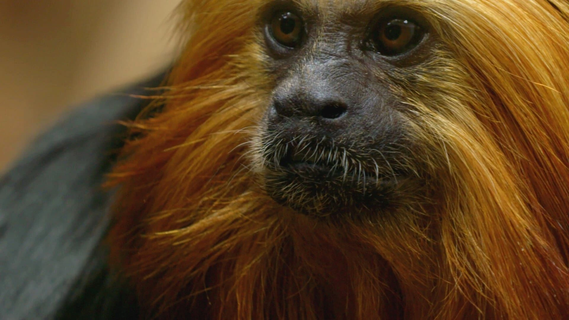 Zoo und so - Tierisch wild!