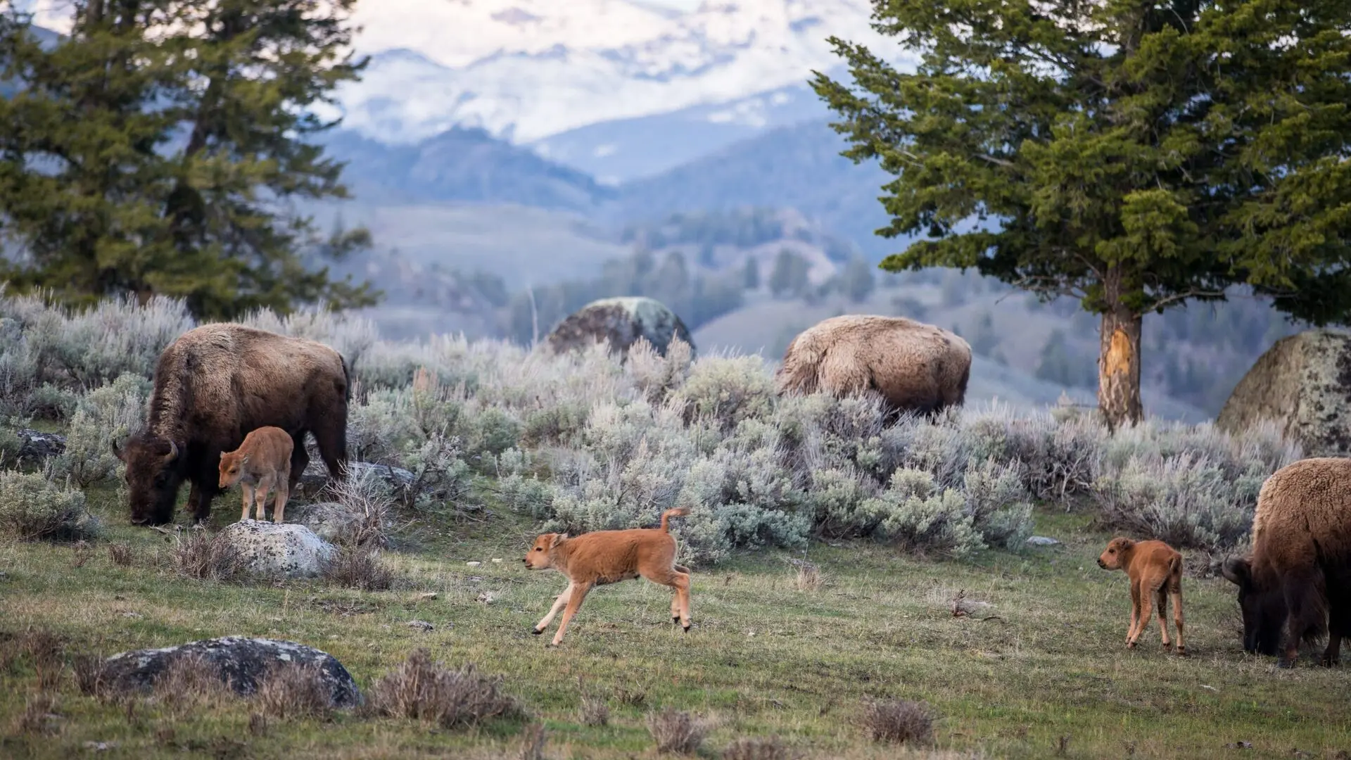 Yellowstone: Leben in Extremen
