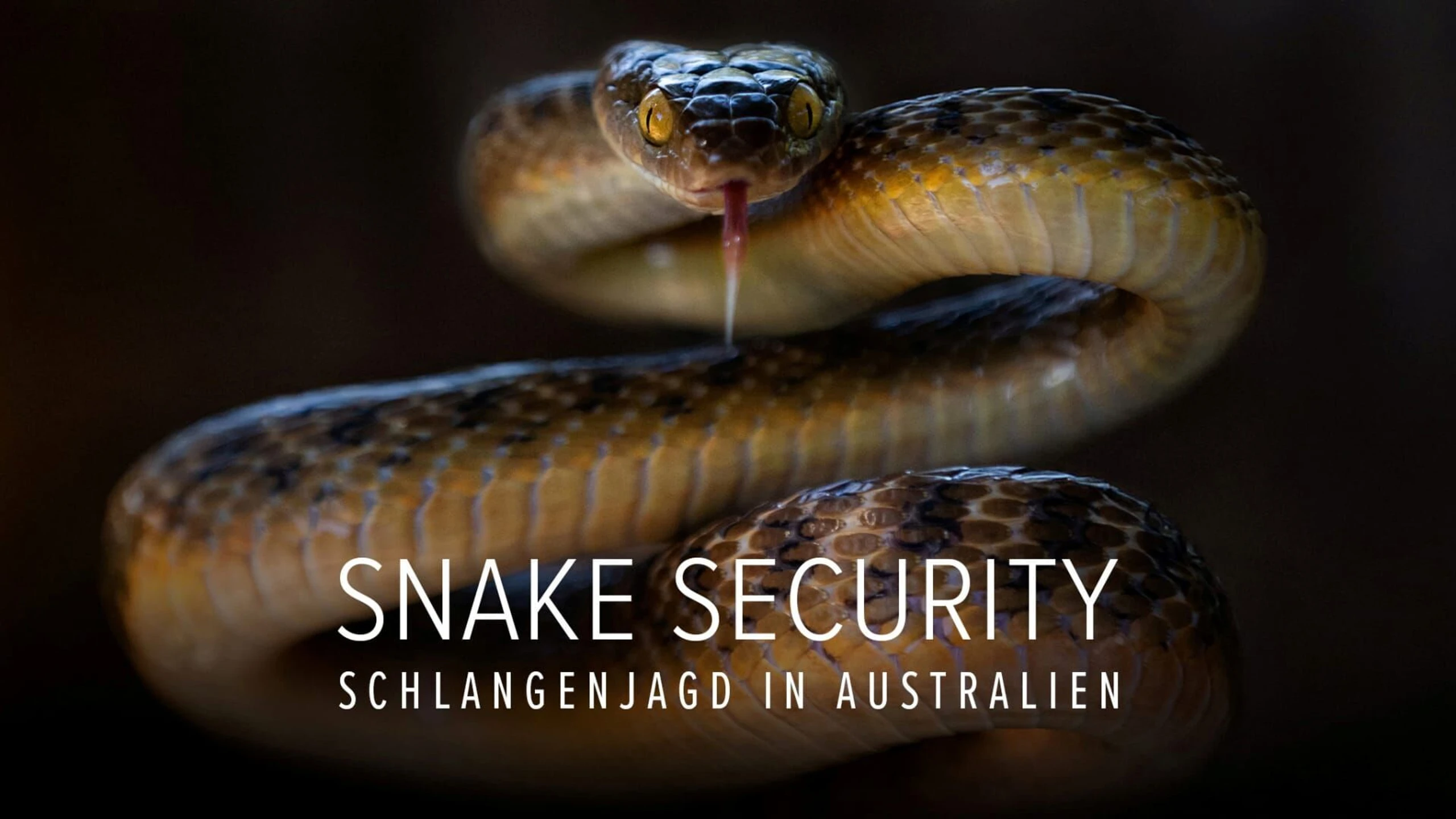 Snake Security - Schlangenjagd in Australien