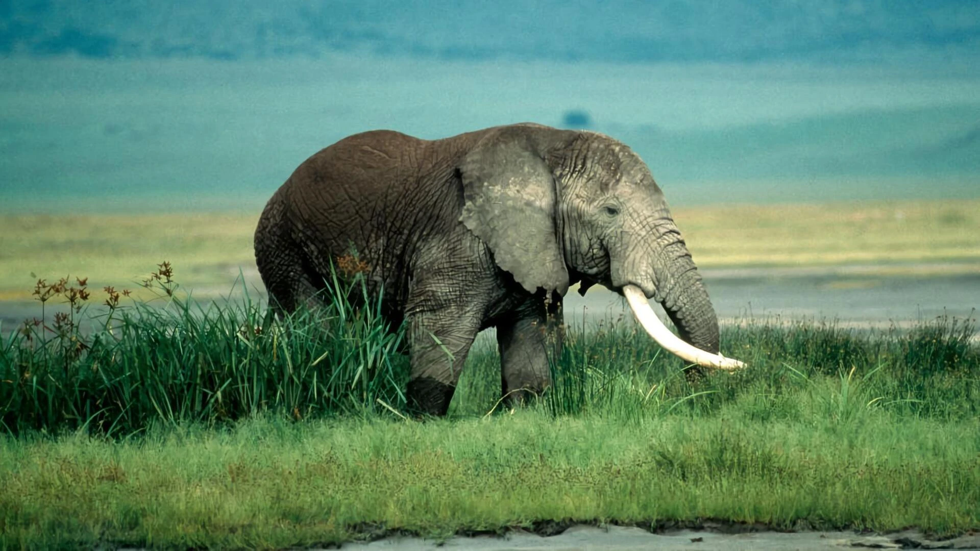 Wild World