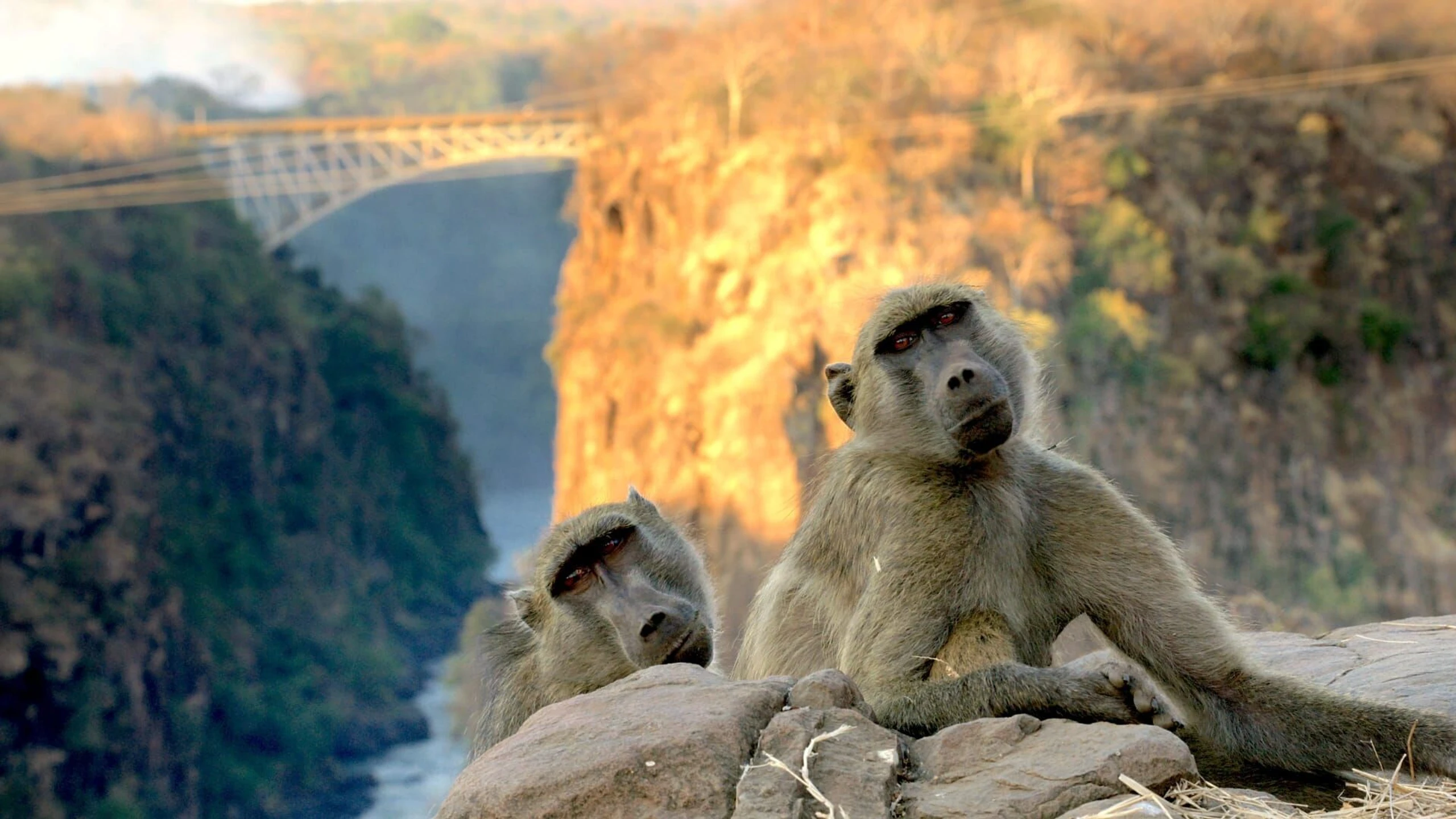 Die Pavian-Gangs der Victoriafälle