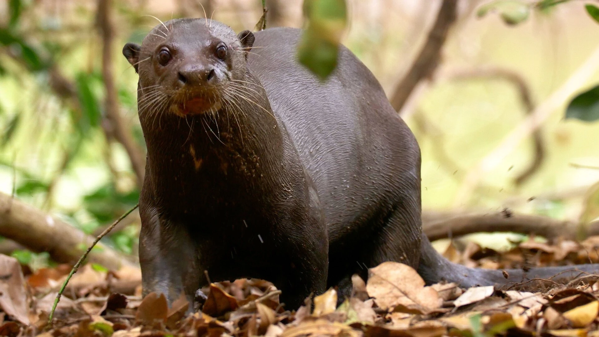 Das Pantanal - Brasiliens geheimnisvolle Wasserwelt