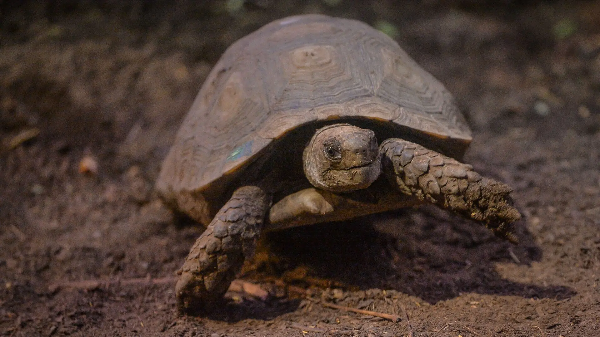 Zoo und so - Tierisch wild!