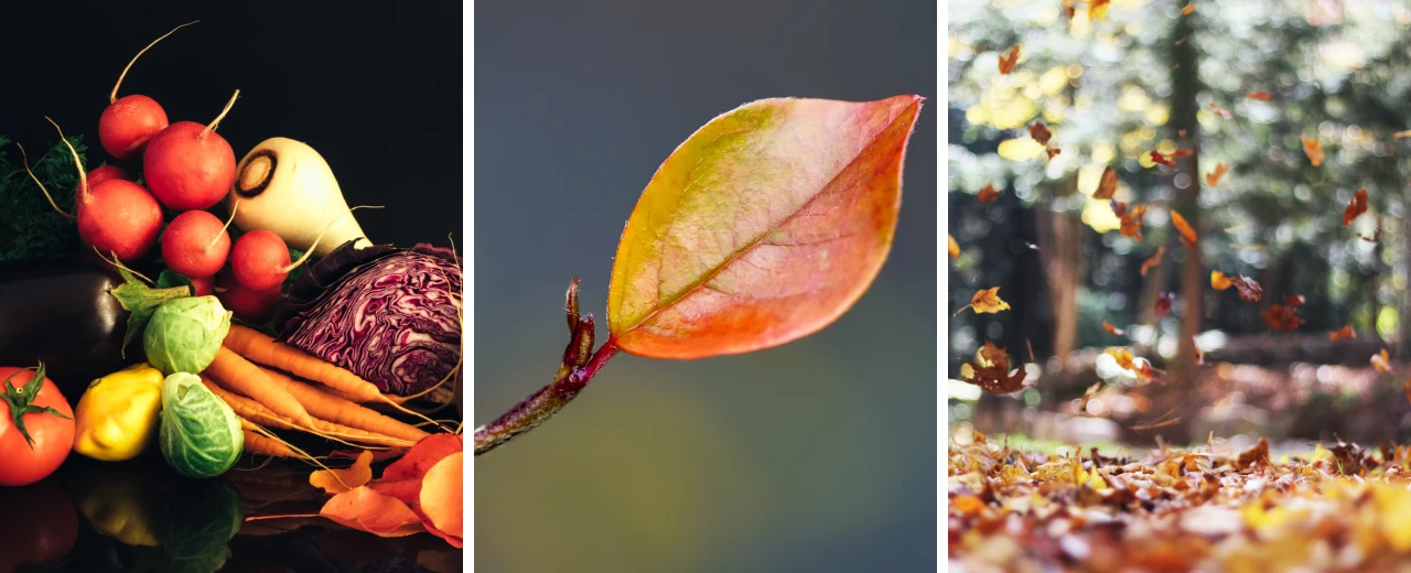 © unsplash Herbstcollage: Gemüse, Herbstlaub & fallende Blätter. Perfekt für Herbst-Designs.
