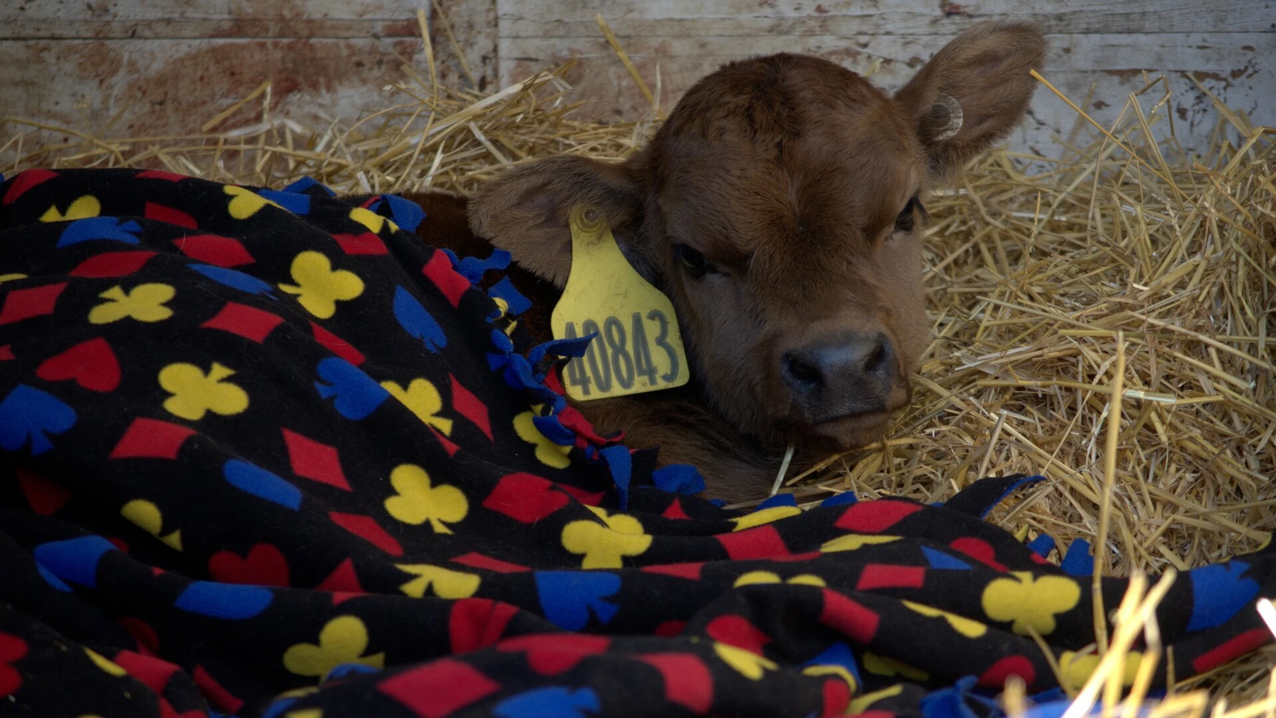 Der unglaubliche Dr. Pol