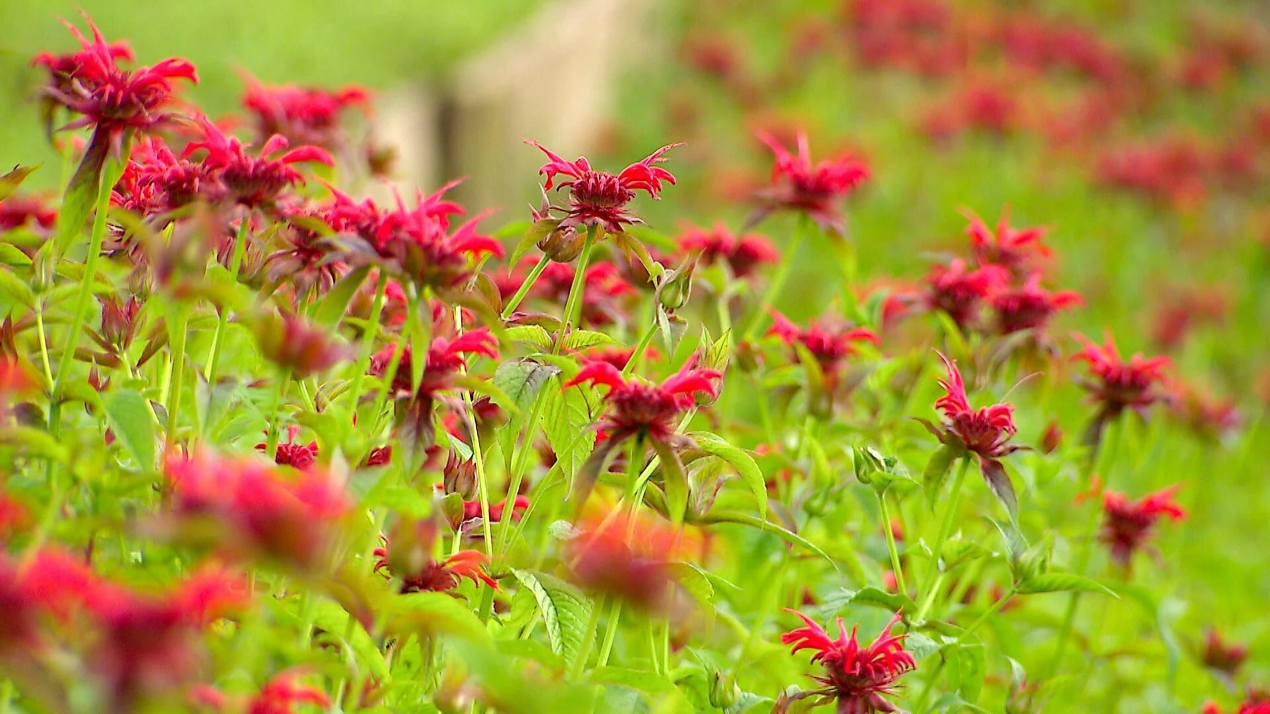 Erlebnis Österreich