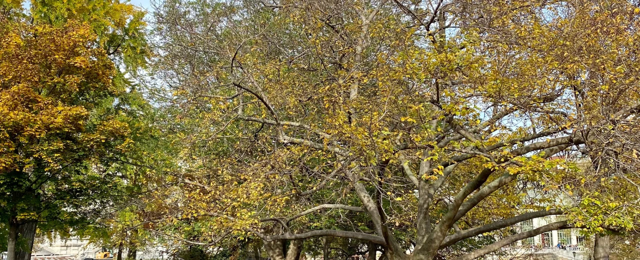 Herbstbäume mit goldgelben Blättern in einem Park