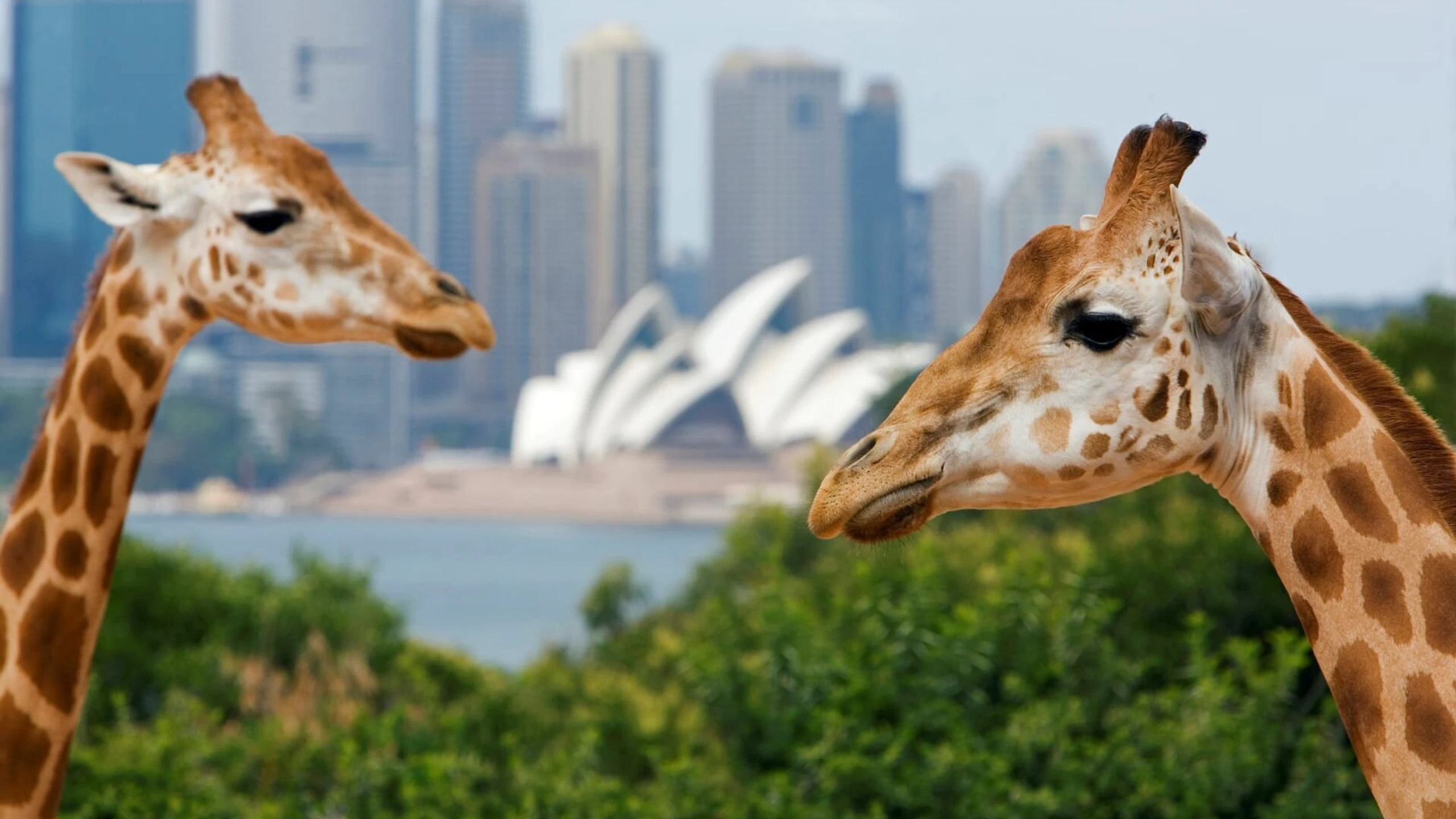 Taronga Zoo Hautnah