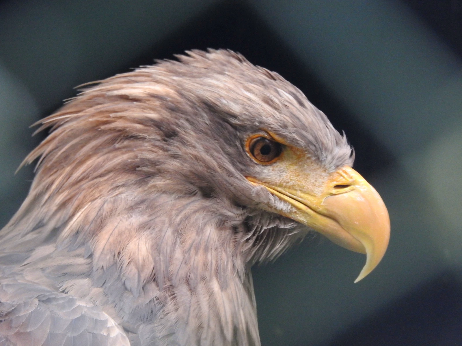 Steinadler