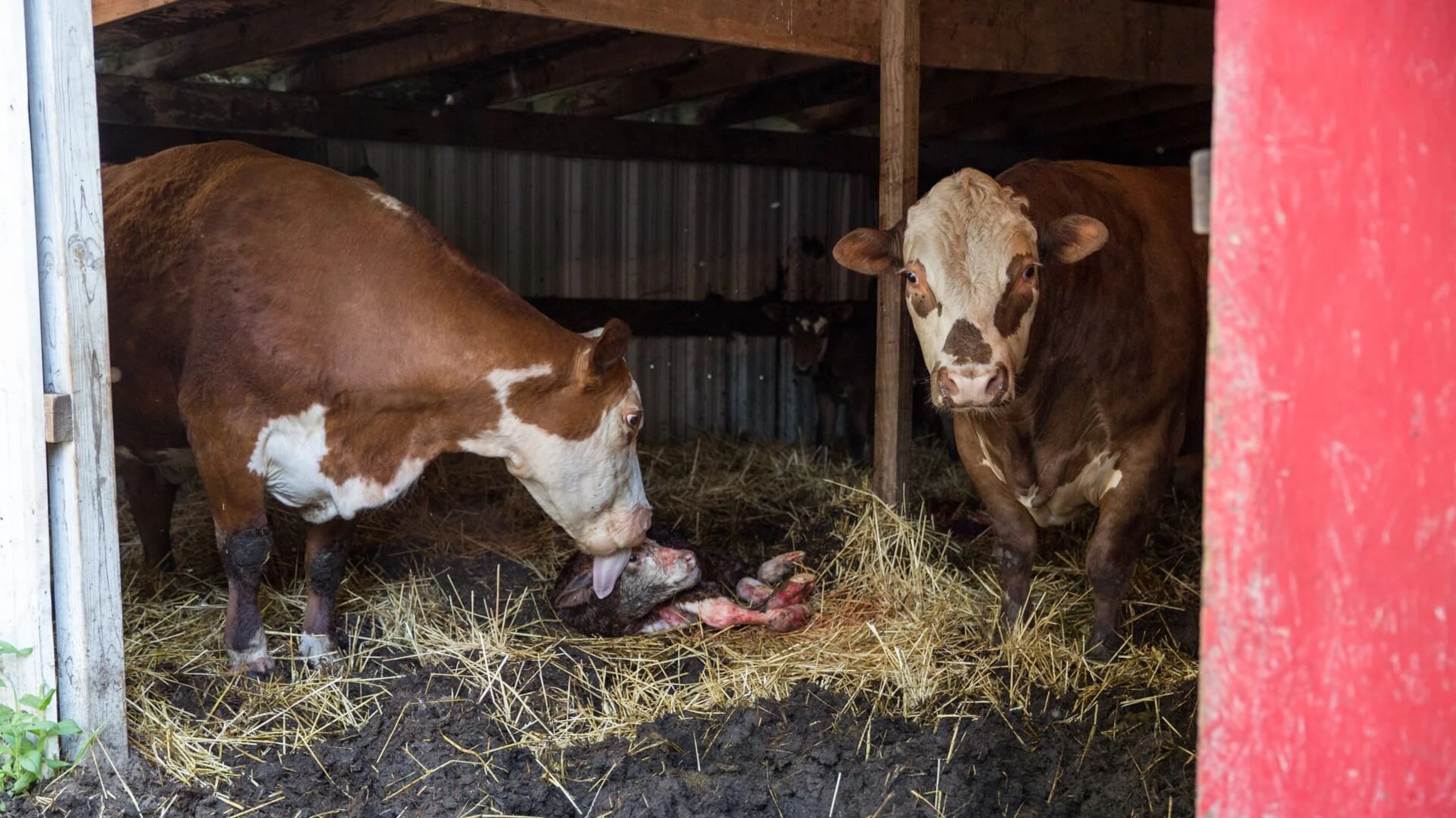 Der unglaubliche Dr. Pol