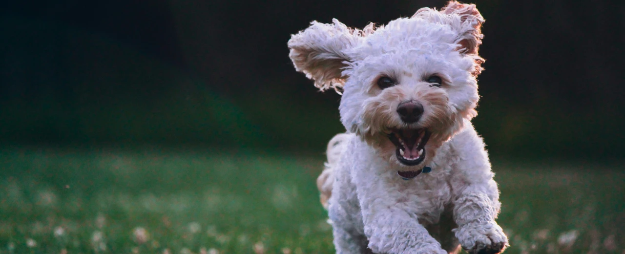 © unsplash Fröhlicher weißer Hund läuft über grüne Wiese.  Perfekt für Webseiten über Hunde.
