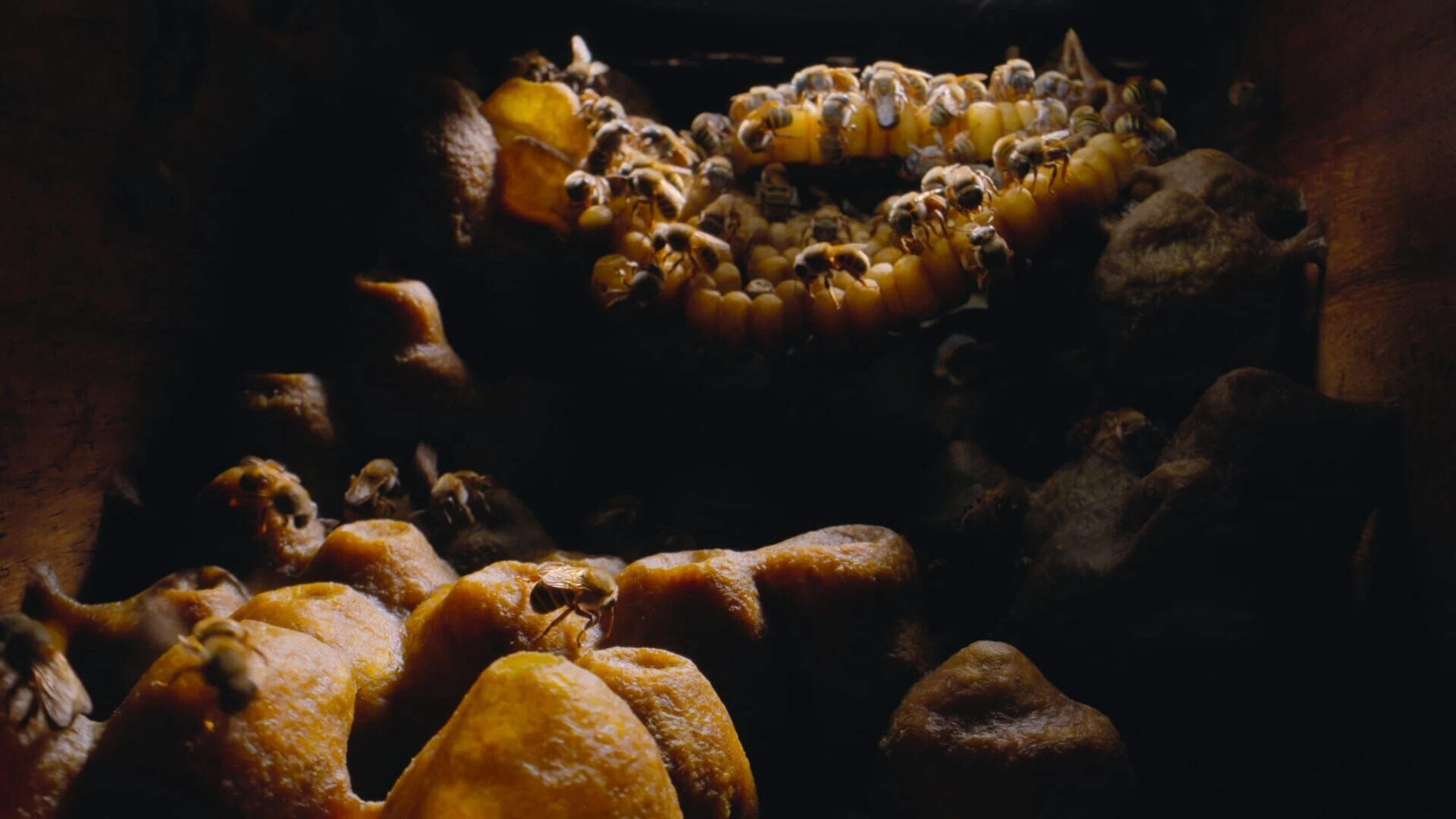 Die geheimnisvolle Welt der Bienen