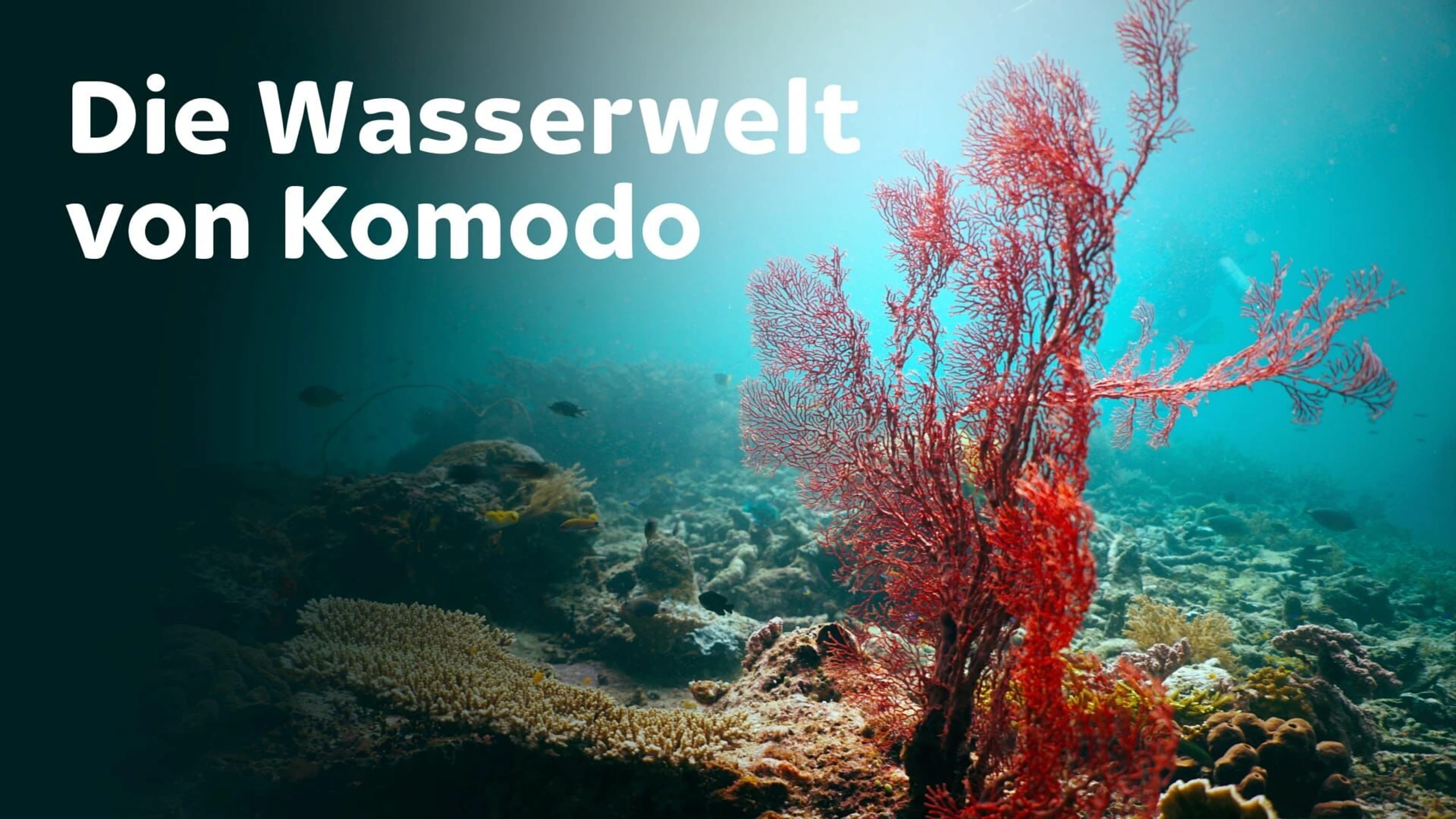 Die Wasserwelt von Komodo