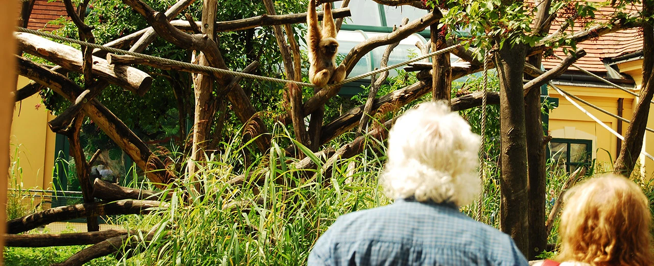 Gibbon hangelt an Seil im Zoogehege. Zwei Personen beobachten ihn.