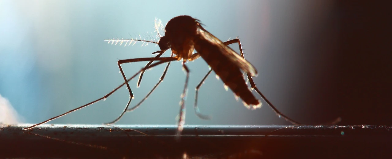 Nahaufnahme einer Mücke auf dunklem Untergrund. Detailreiche Darstellung von Beinen, Flügeln und Fühlern.