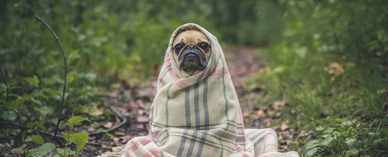 Süßes Mops-Foto: Ein Mops sitzt eingekuschelt in einer karierte Decke im Wald.