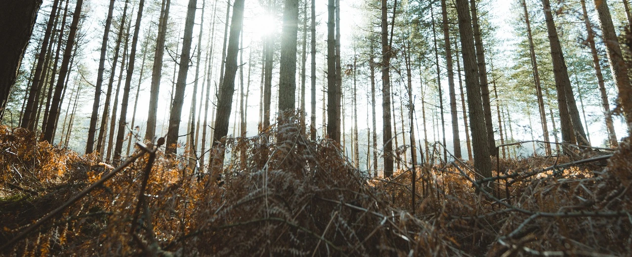 © Nikolai Voelcker on Unsplash